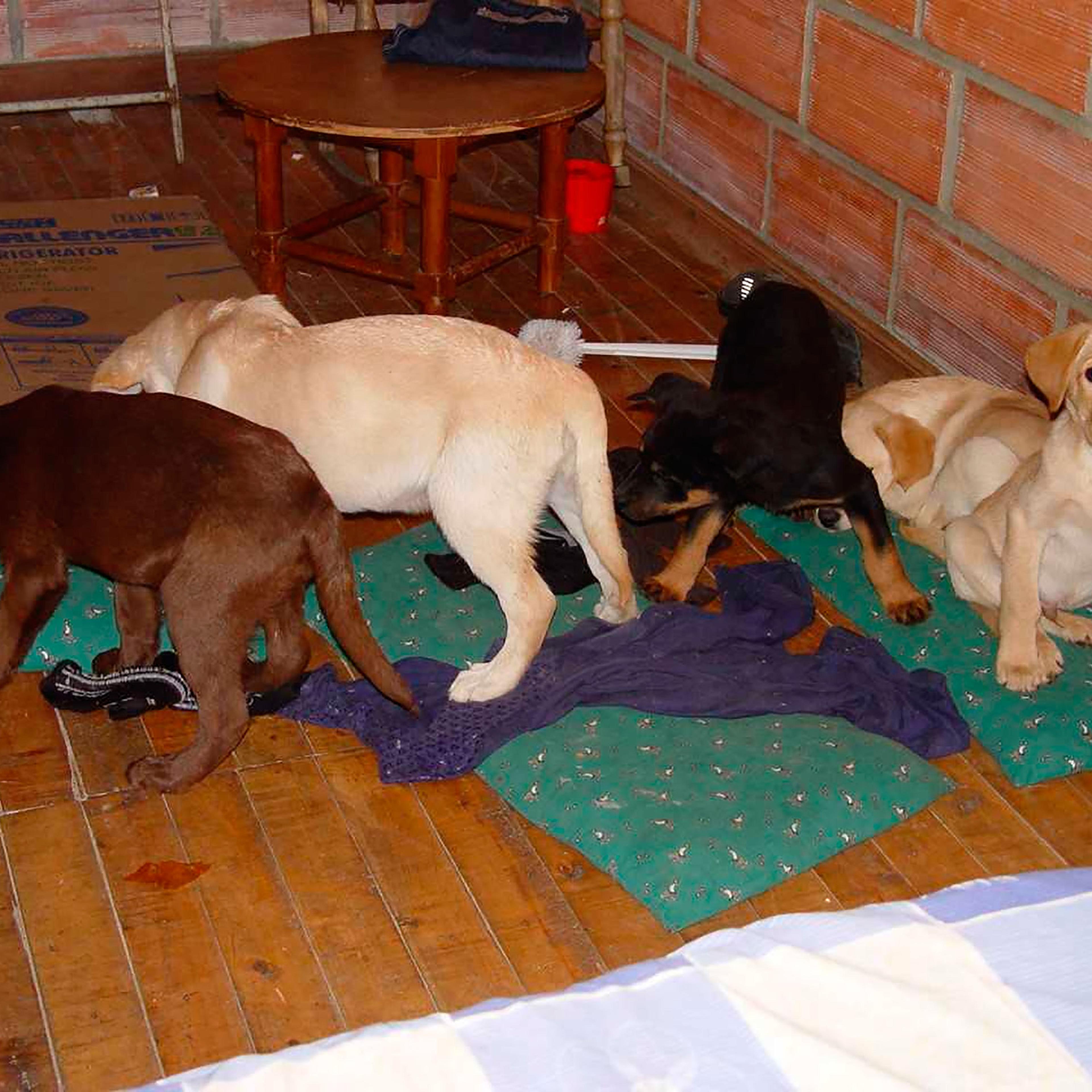 Drug Trafficking Puppies