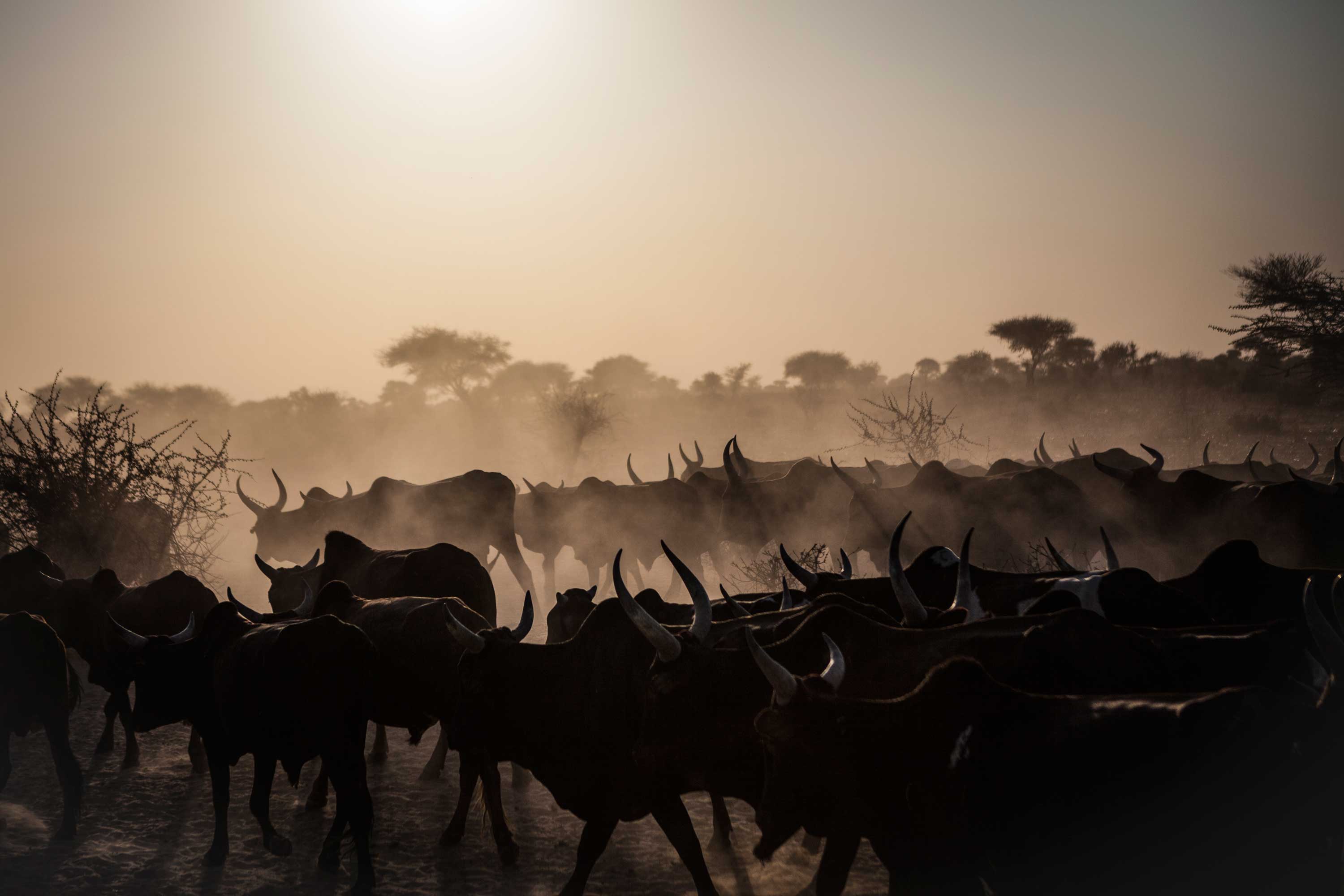 Lake Chad Basin: Evaporating Waters Affect Refugees