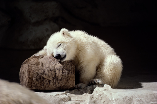 Polar bear cub in zoo