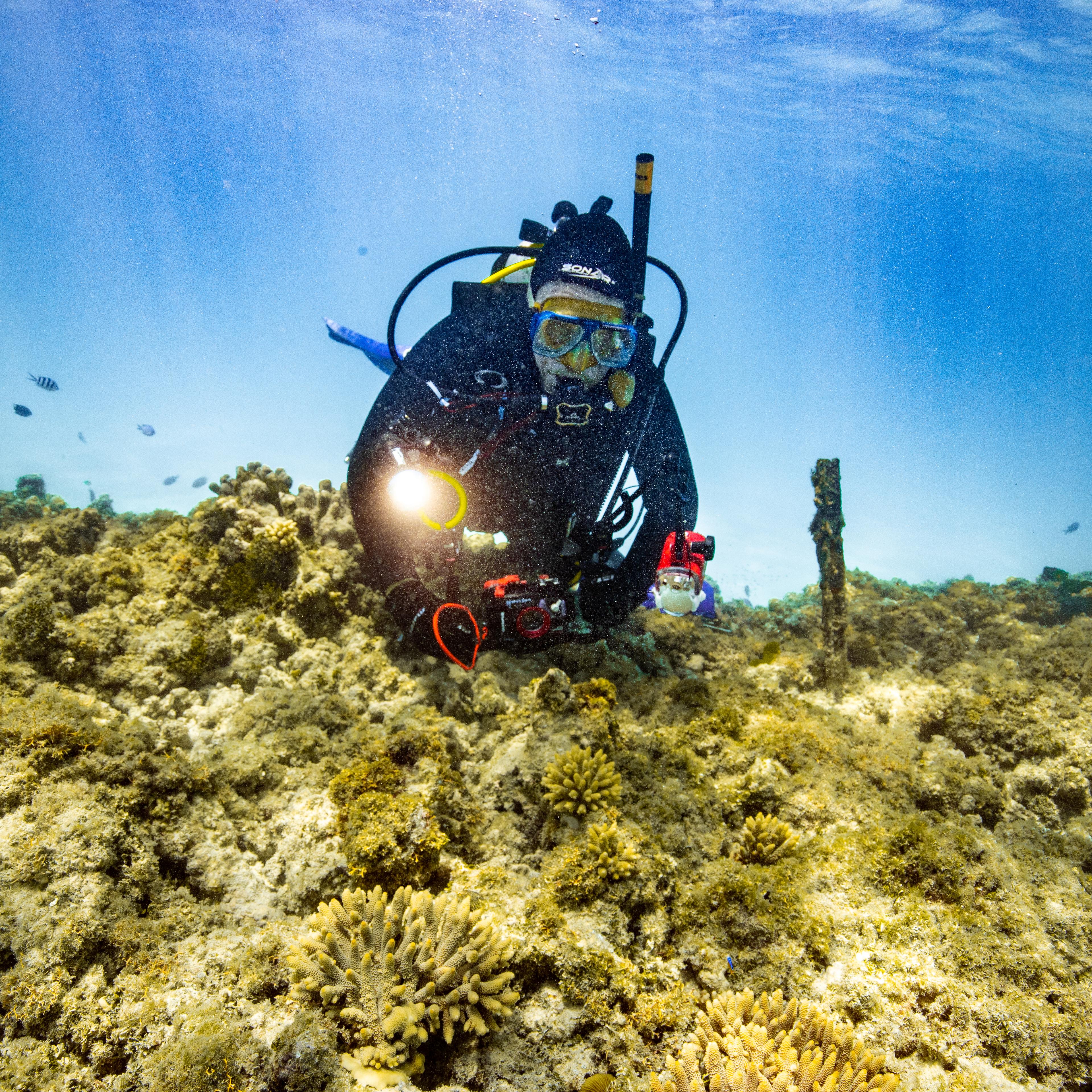 Inspecting 4-year-old Coral IVF colonies at Heron Island lagoon, December 2020