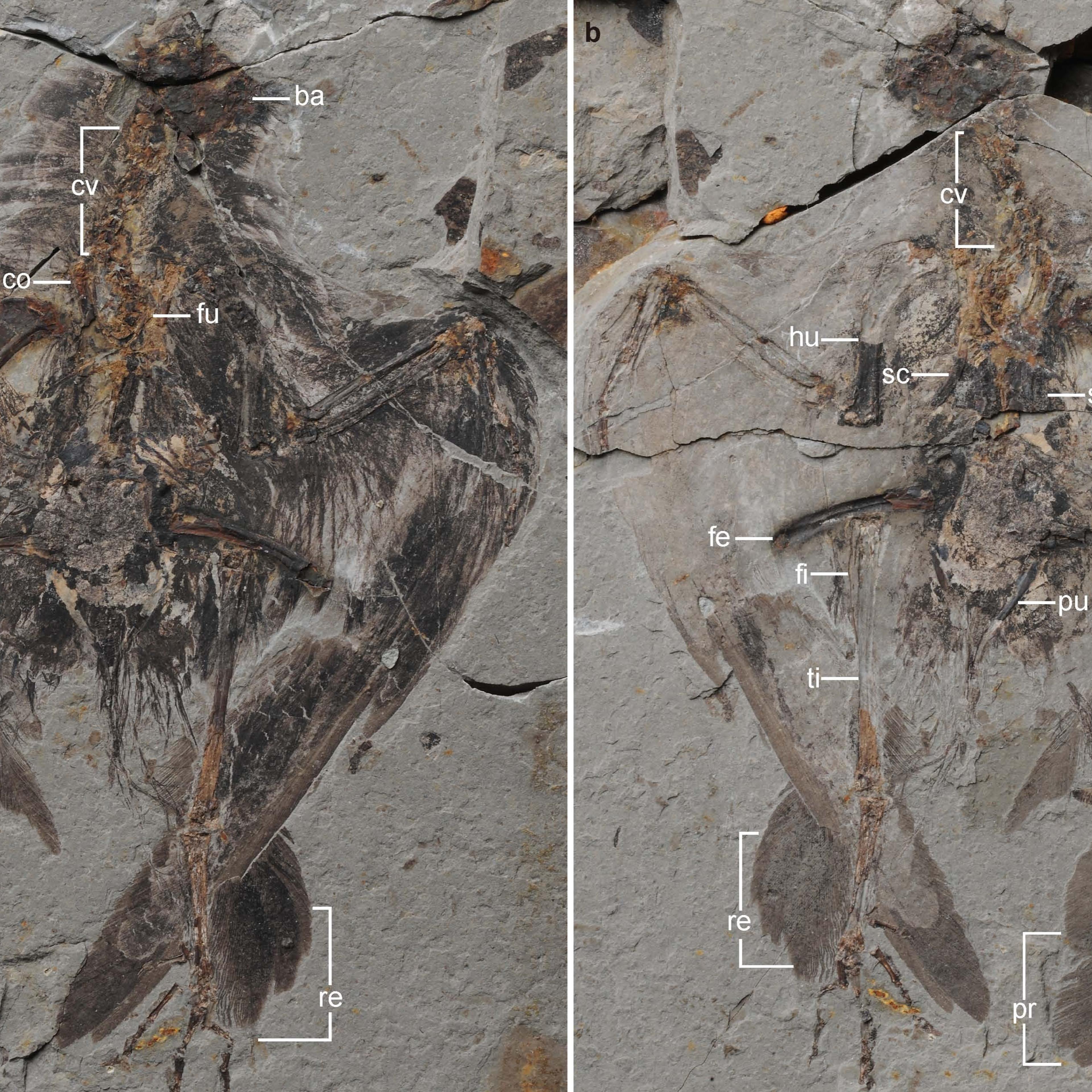 Holotype of Archaeornithura meemannae, the oldest ancestor of modern birds has been dug up in China which evolved almost six million years earlier than previously thought.