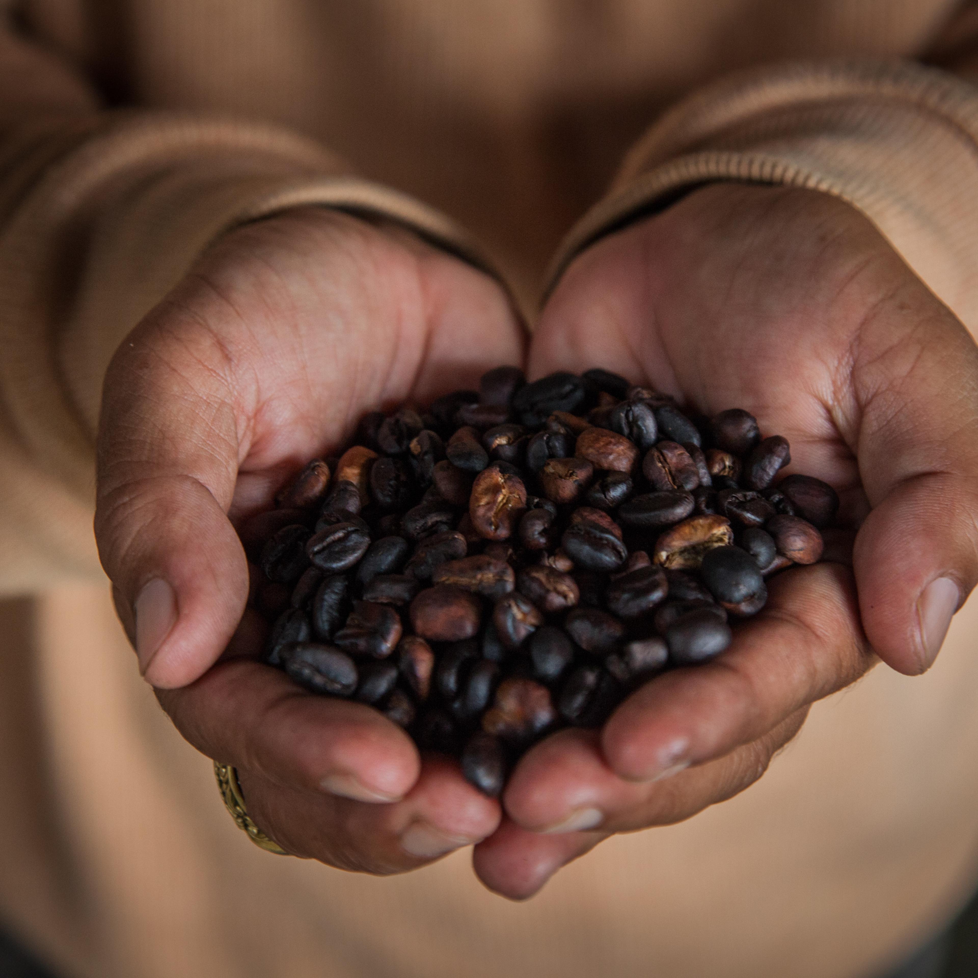 Civet Coffee In Indonesia