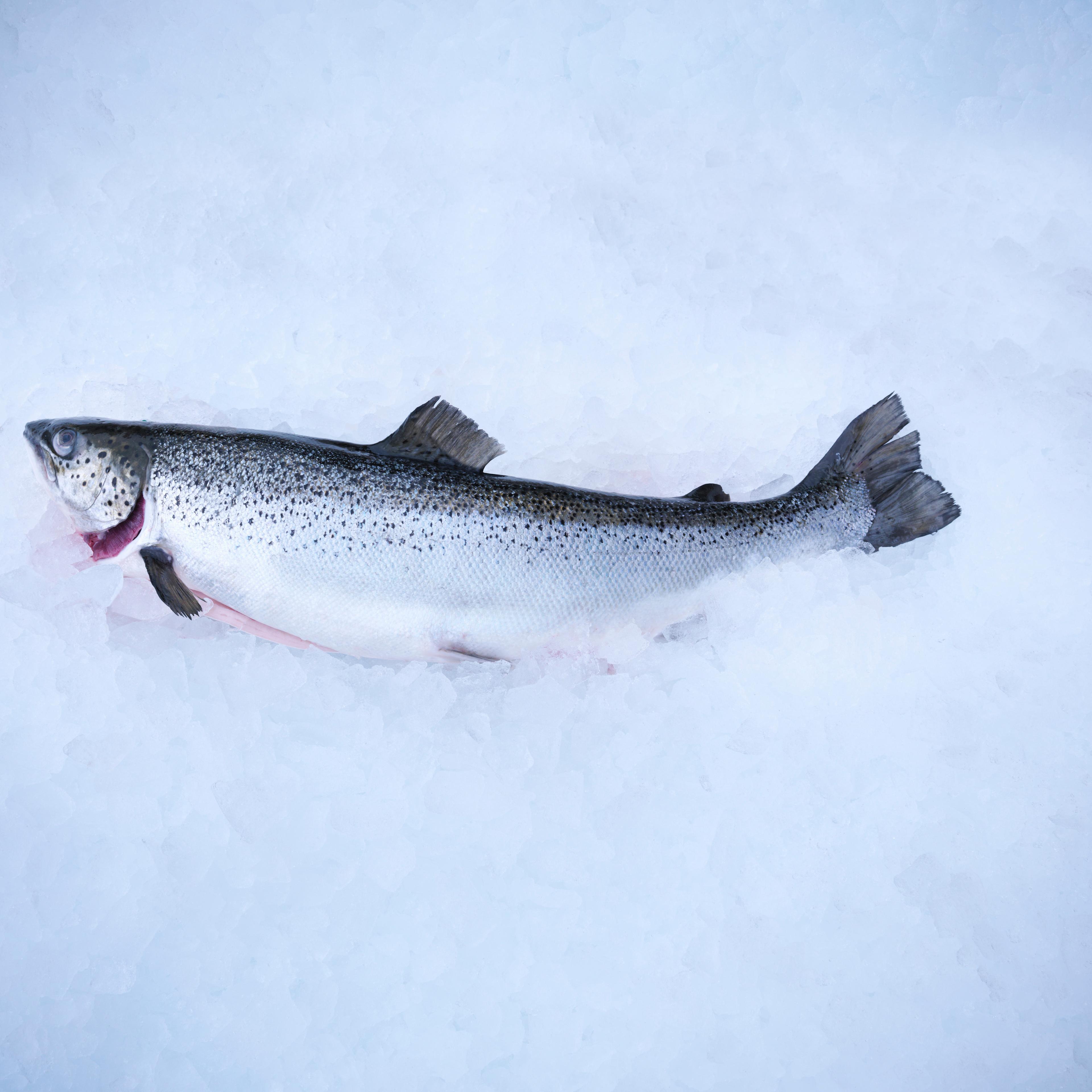 Fresh fish on bed of ice