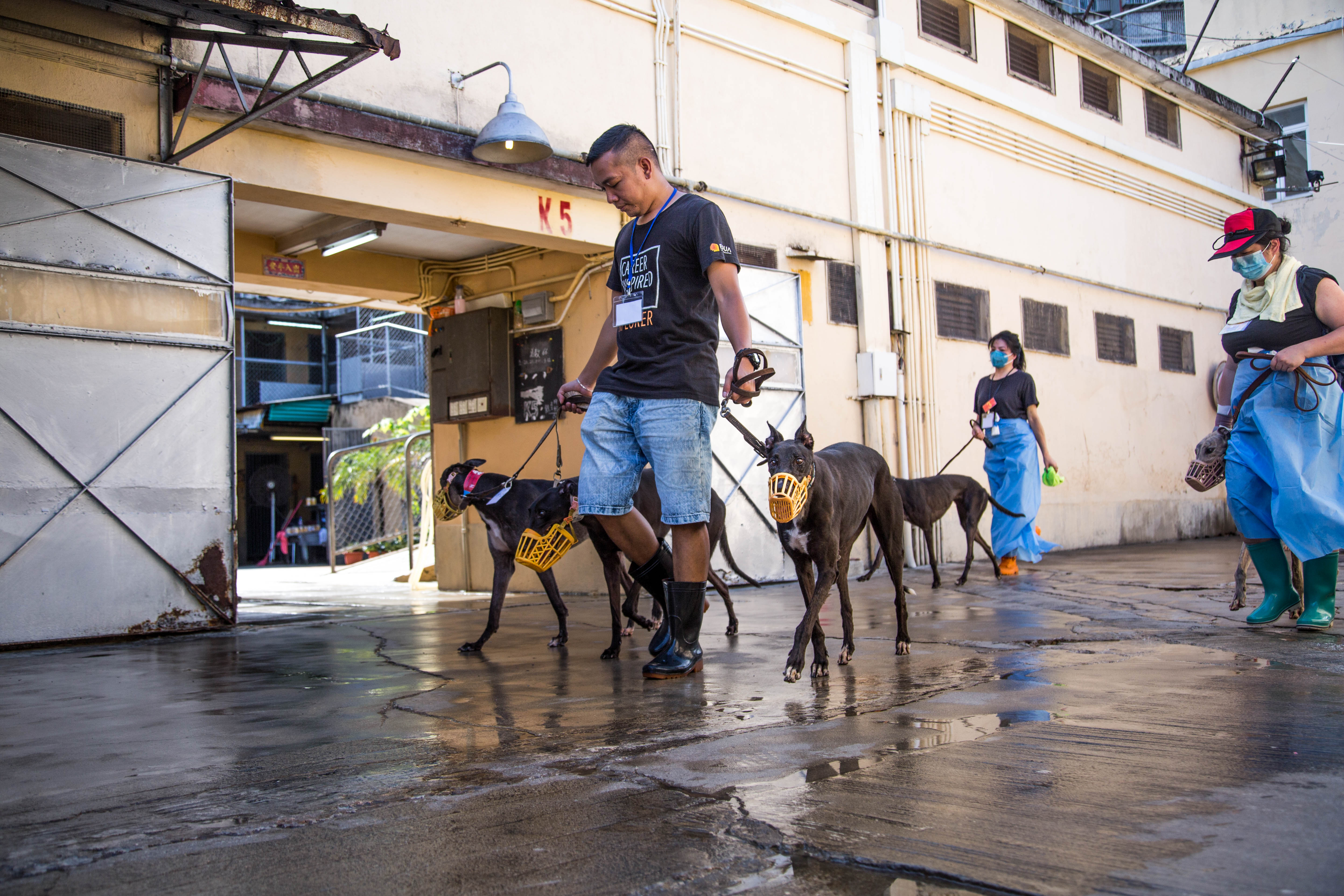 Macau Greyhounds See New Hope After Dog Racing Track Closes