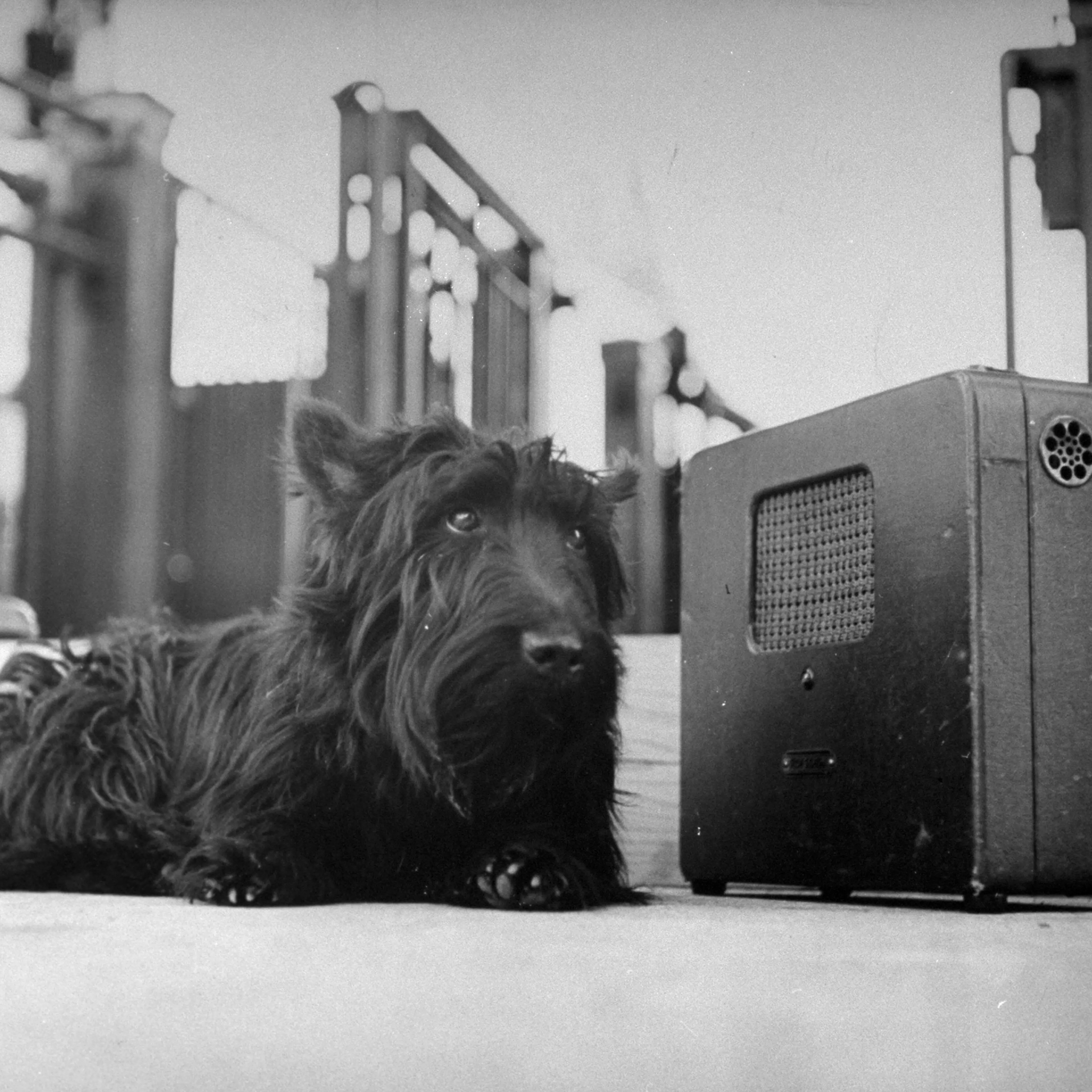 Fala listening to FDR's Acceptance Speech, 1944.