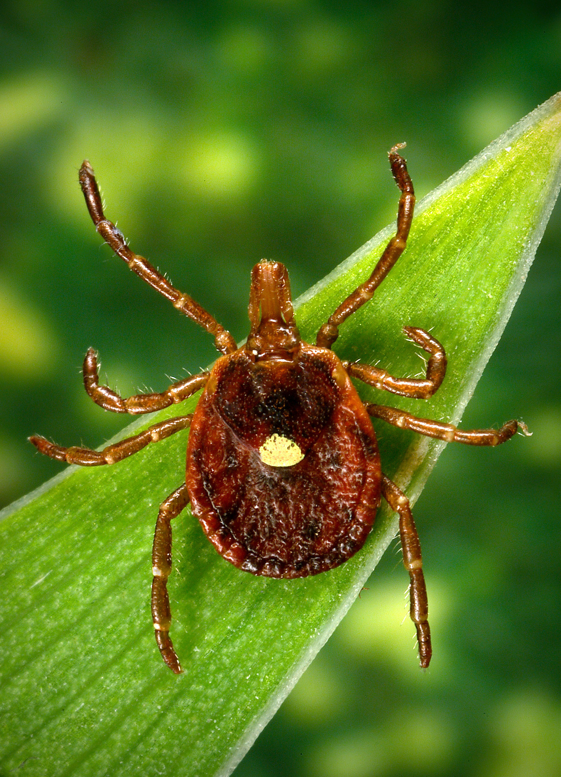 Tick Meat Allergy