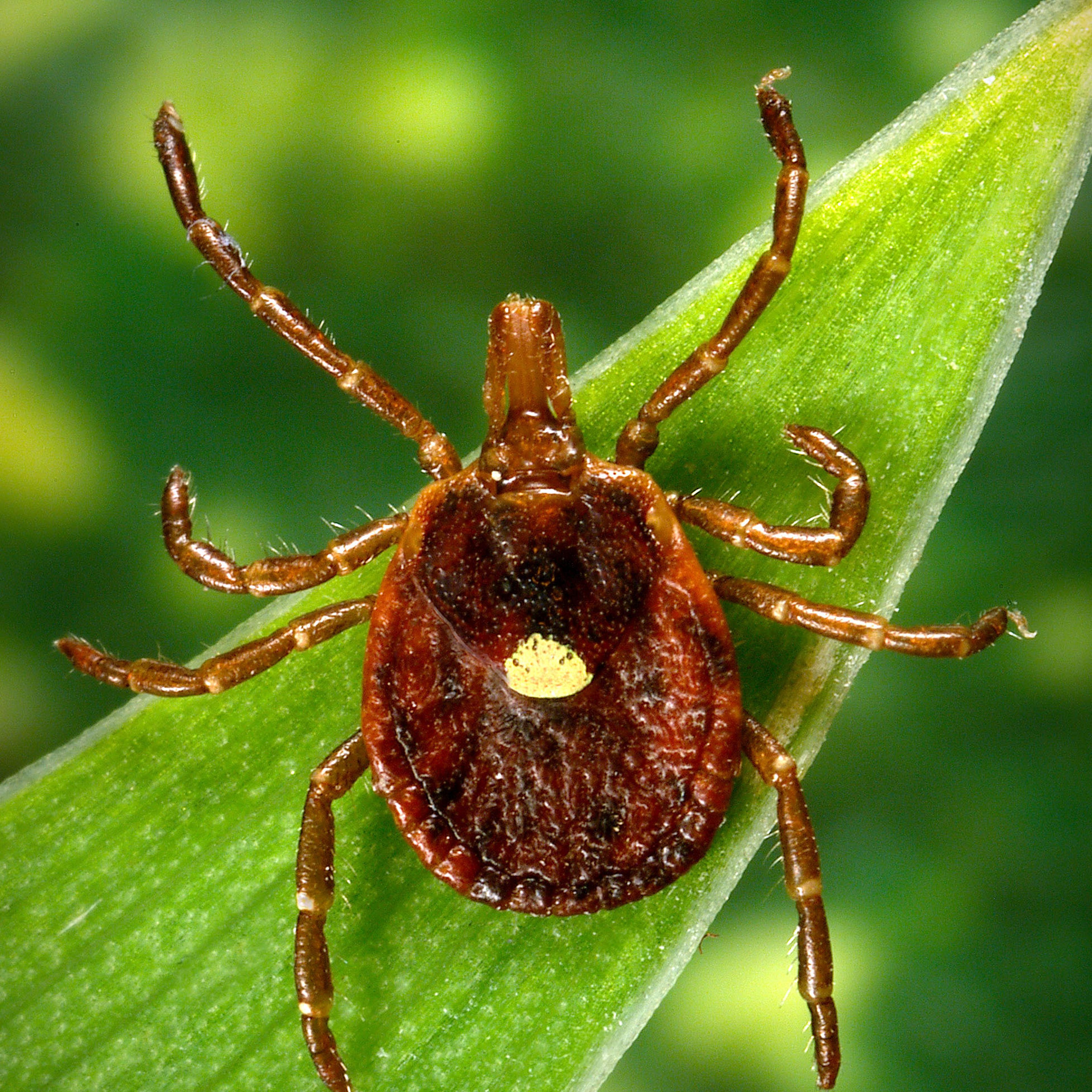 Tick Meat Allergy
