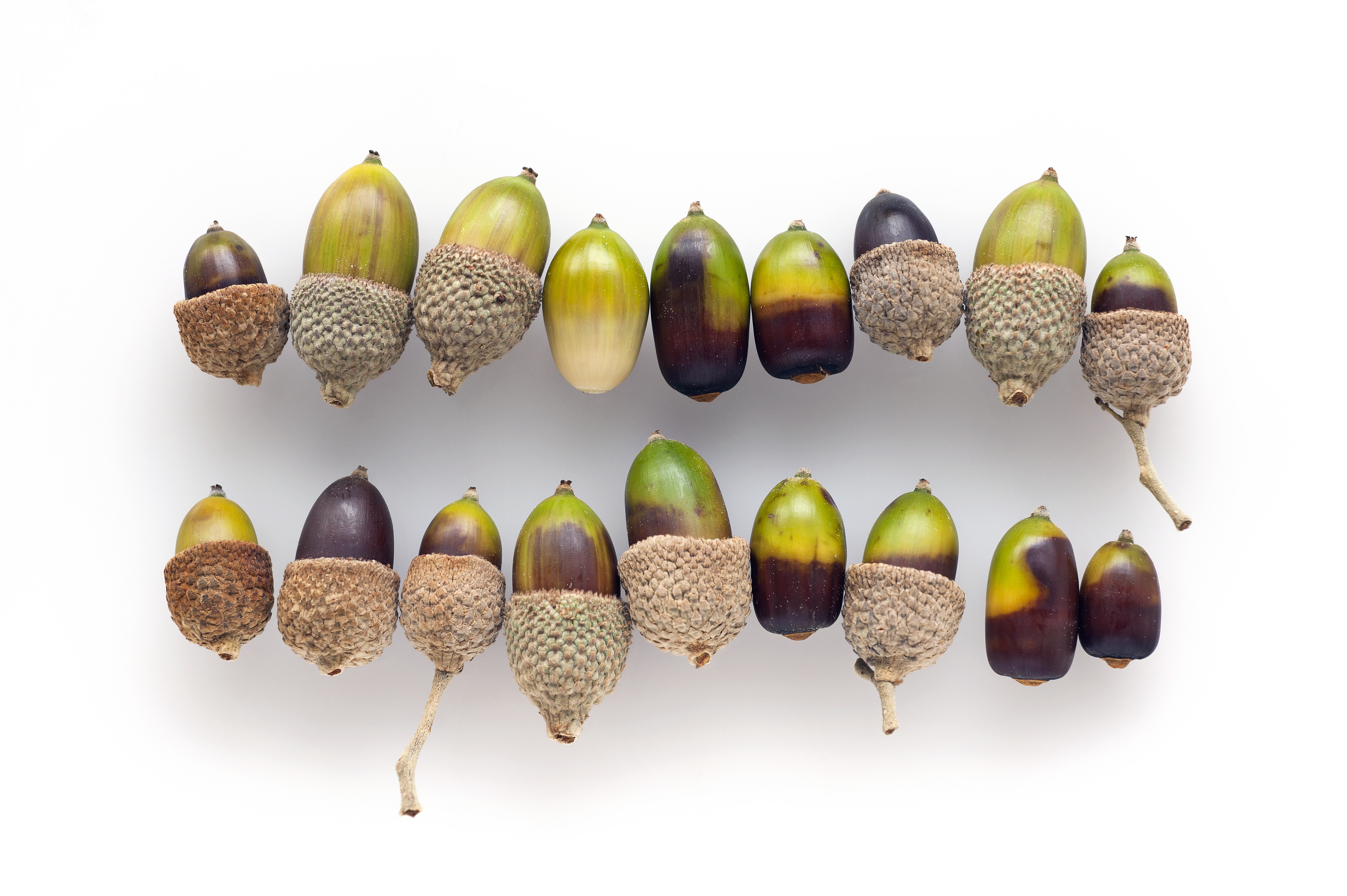 acorns