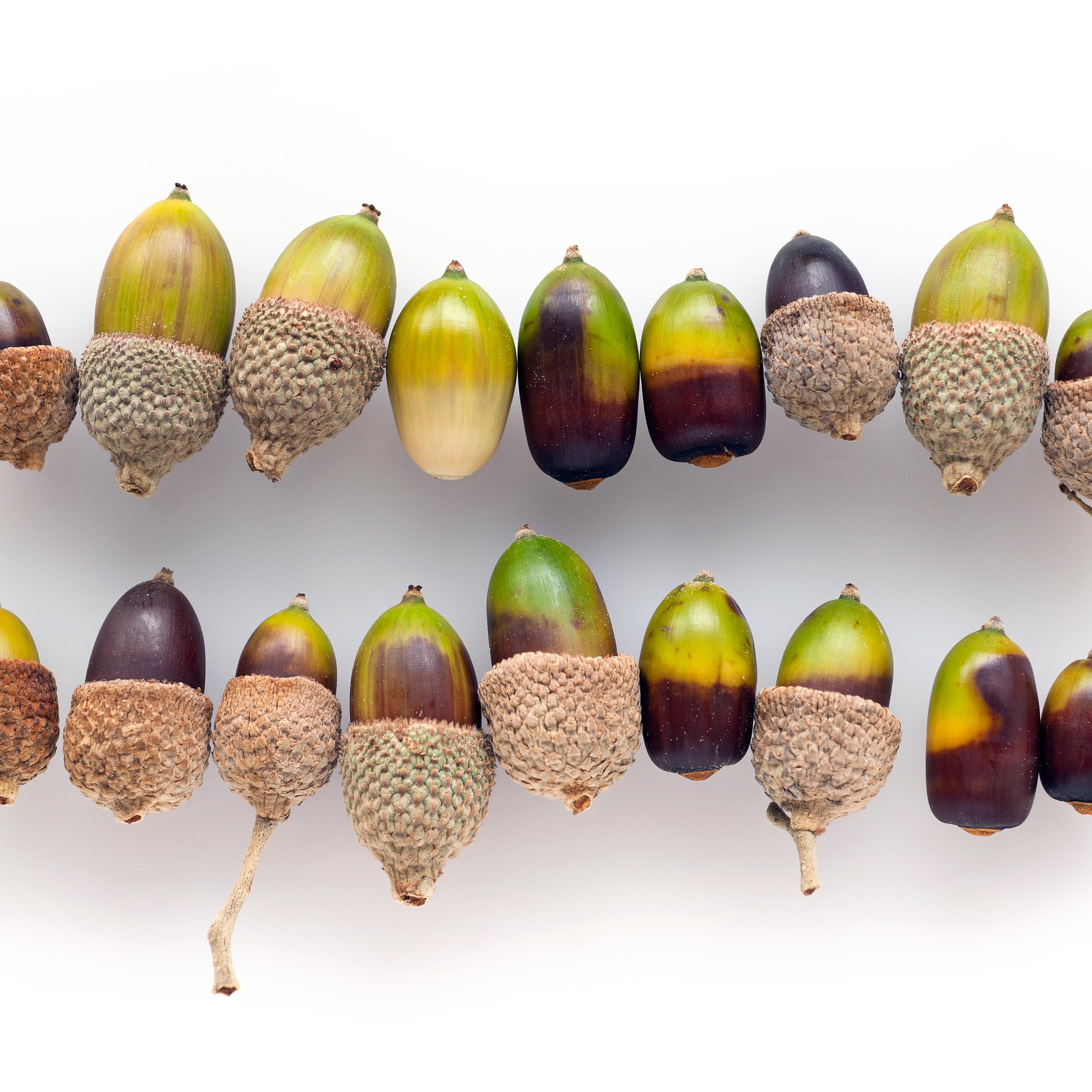 acorns