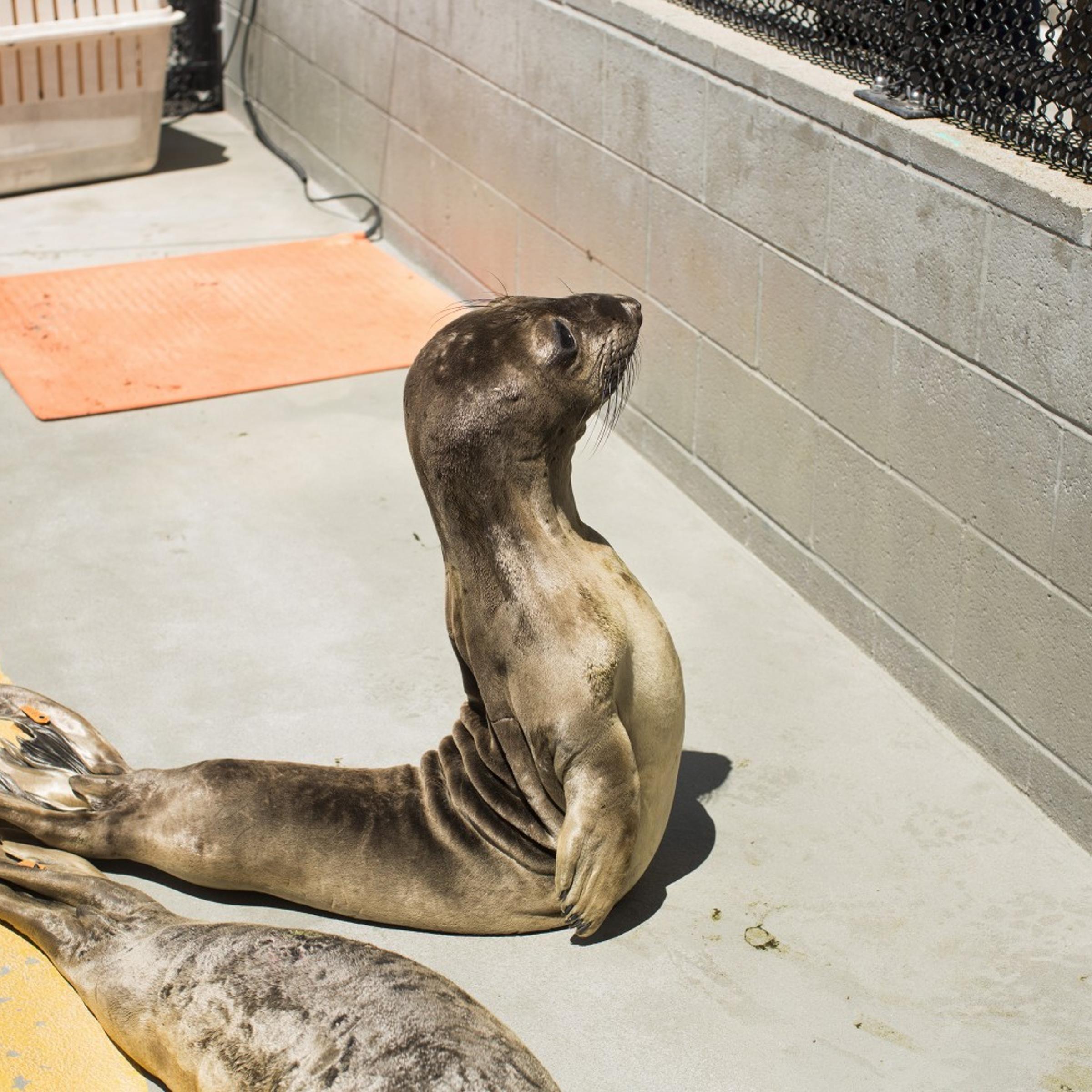 Sick Baby Seals Marine Mammal Center