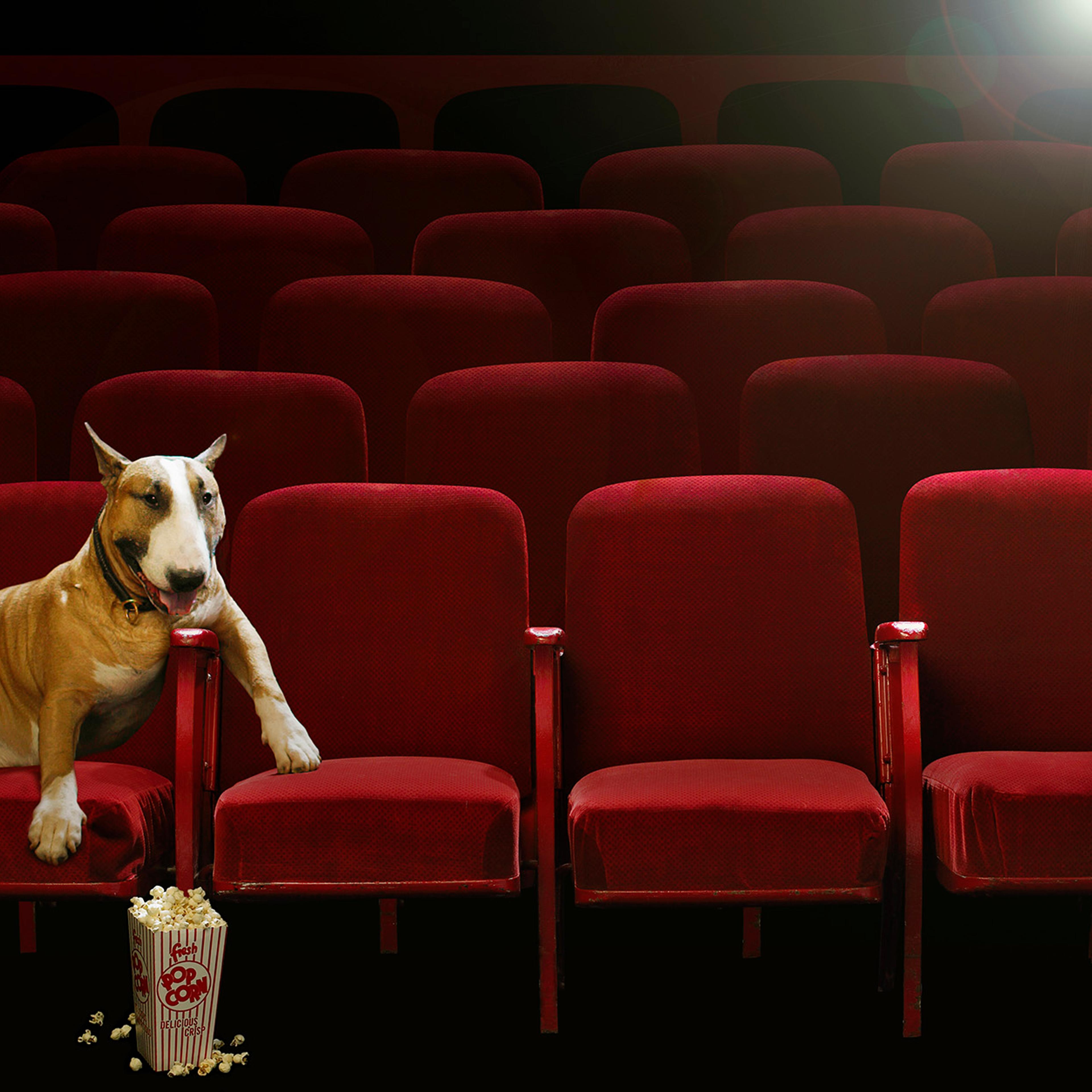 Bull Terrier Watching Movie in Theater