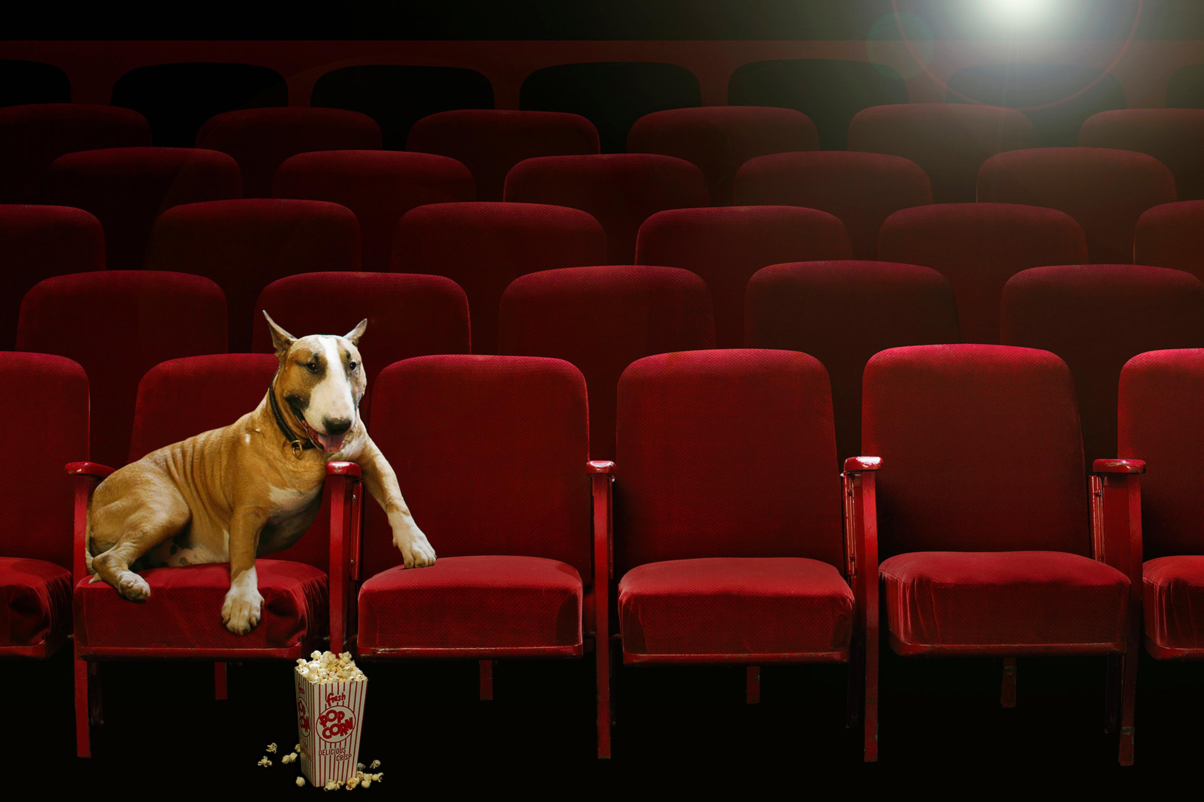 Bull Terrier Watching Movie in Theater