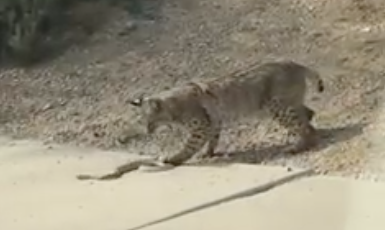 bobcat fights rattlesnake
