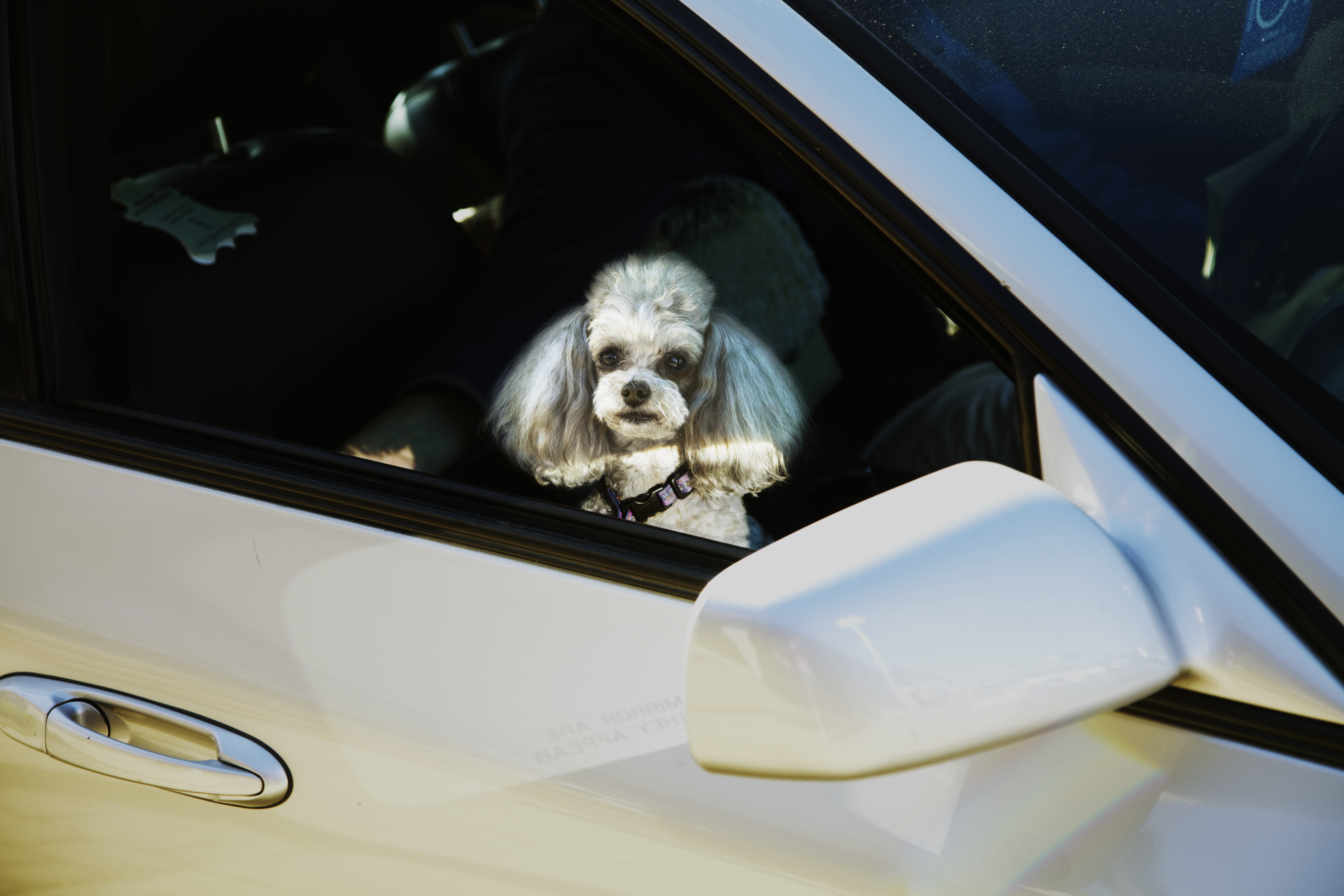 Dog in Car