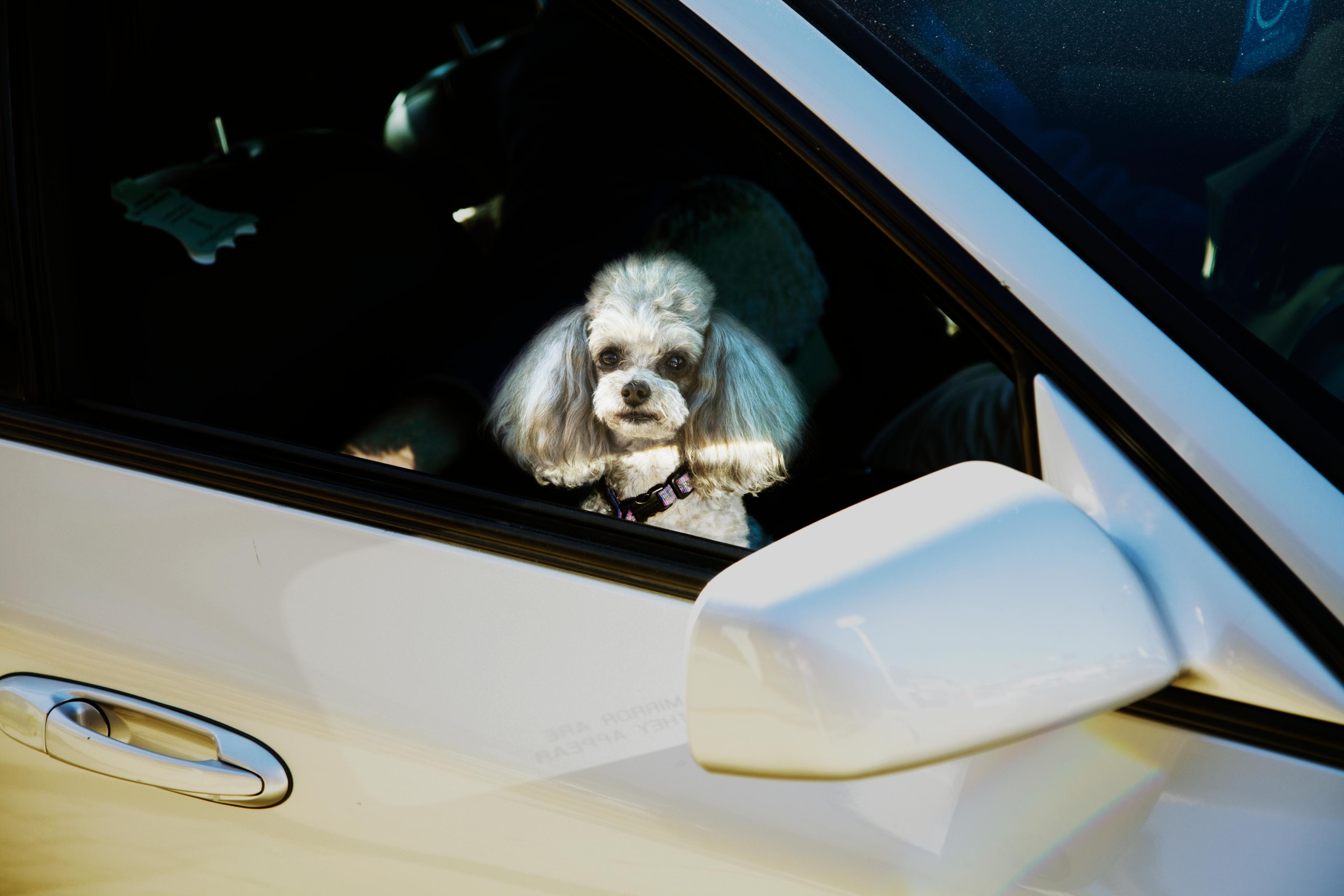 Dog in Car