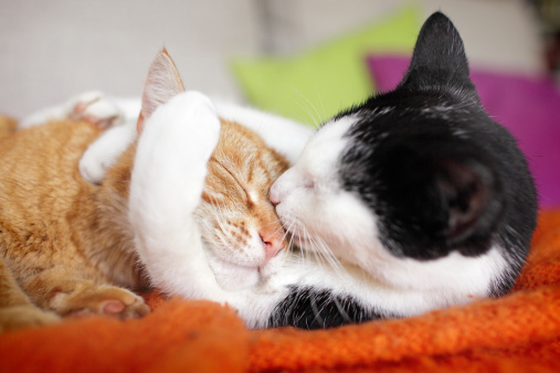 Close-up of two cats hugging