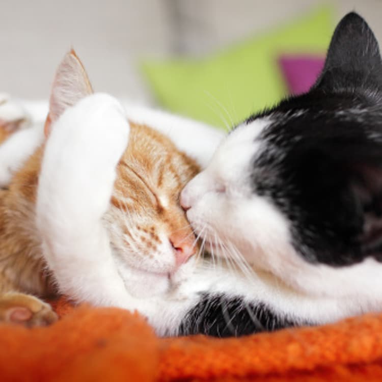 Close-up of two cats hugging
