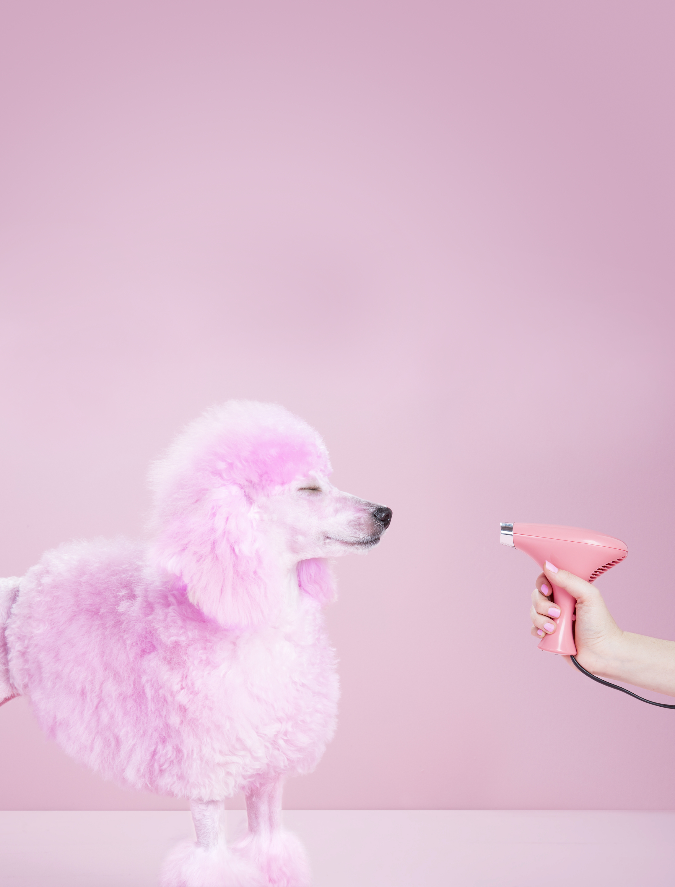 Miniature Pink poodle,poodle, pink pampered poodle