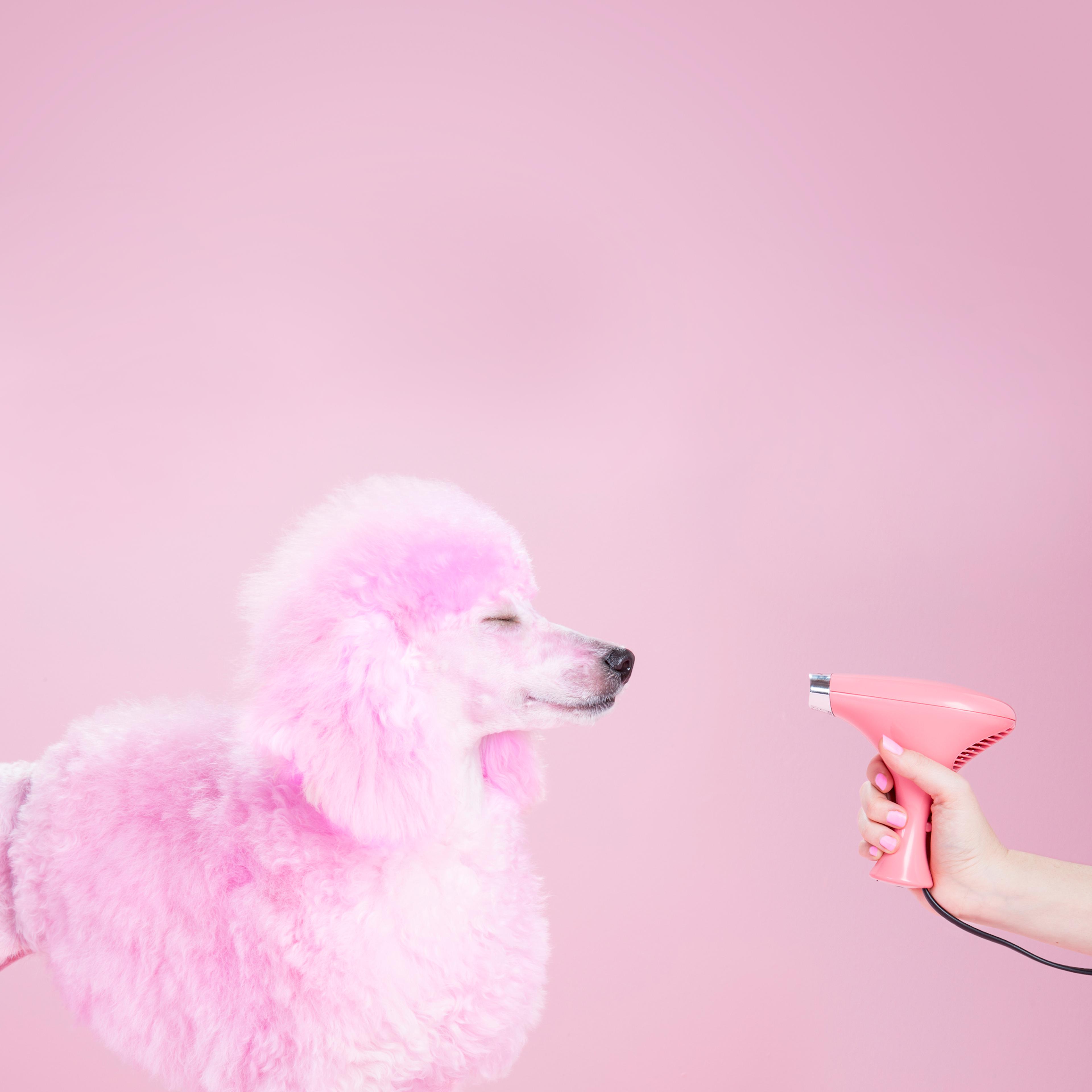 Miniature Pink poodle,poodle, pink pampered poodle