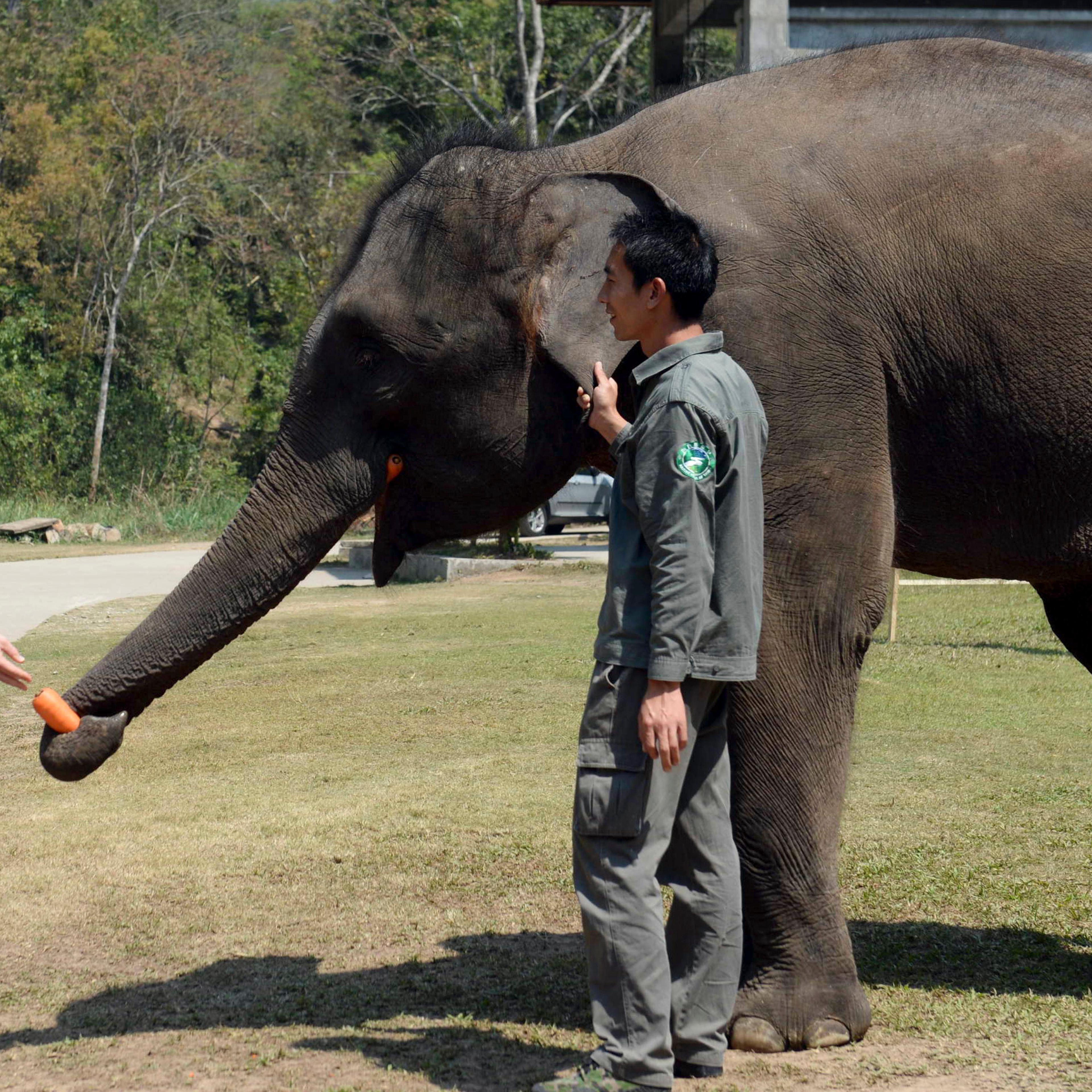 Britain's Prince William feeds Ran Ran, a 13-year-old female elephant in southwest China's Yunnan province on March 4, 2015.