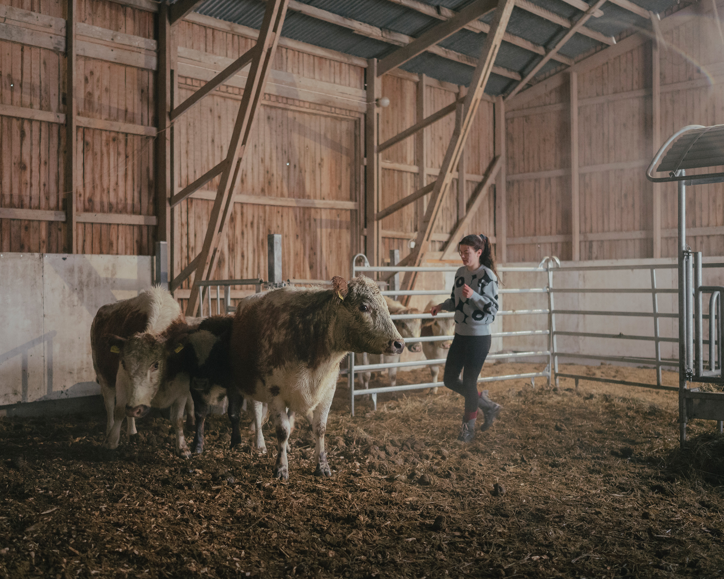 Cattle help Marja Oesch practice regeneration on her Finnish farm, putting back as much as she takes out