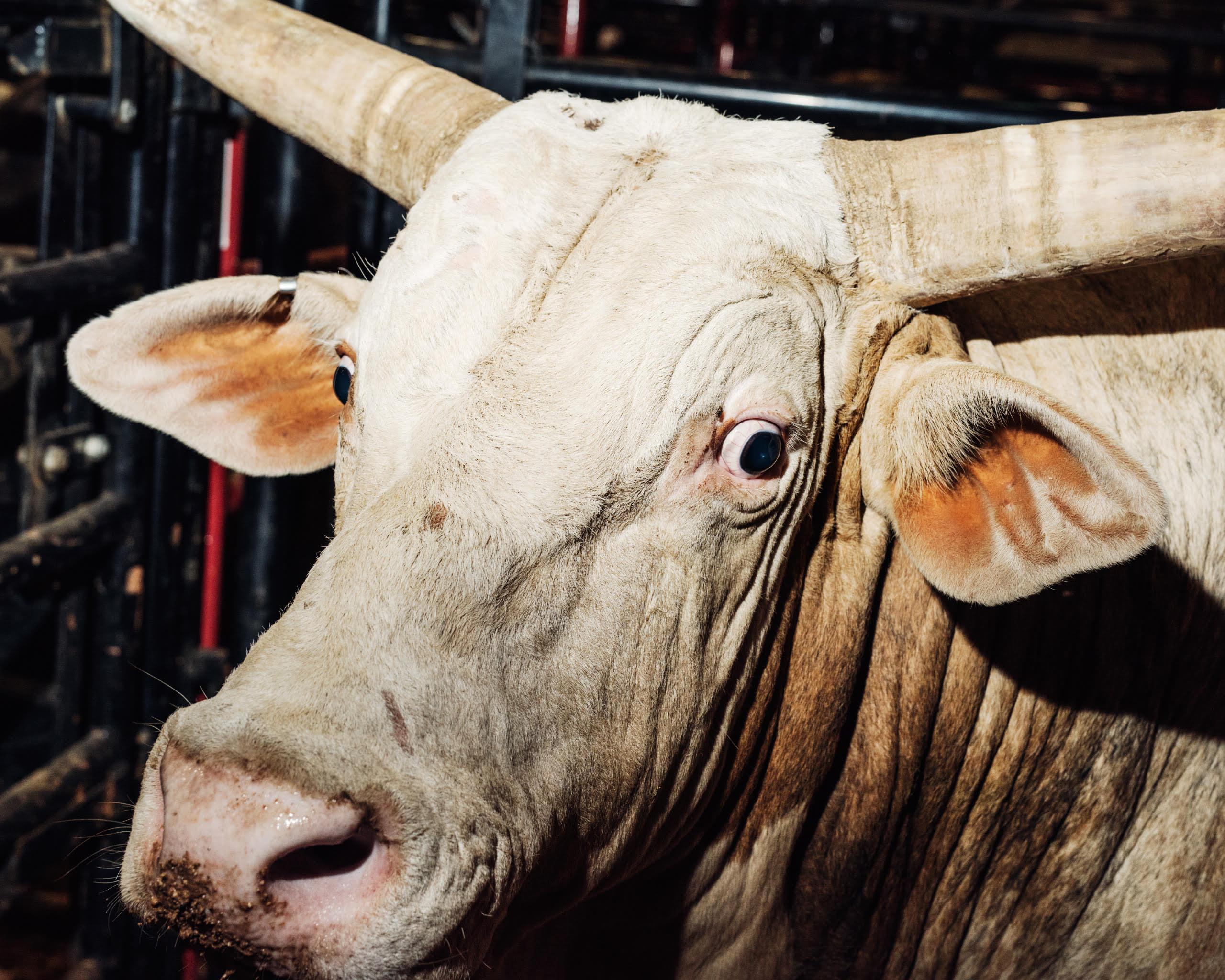 See How Bull Riding Is Becoming a Mainstream Sport