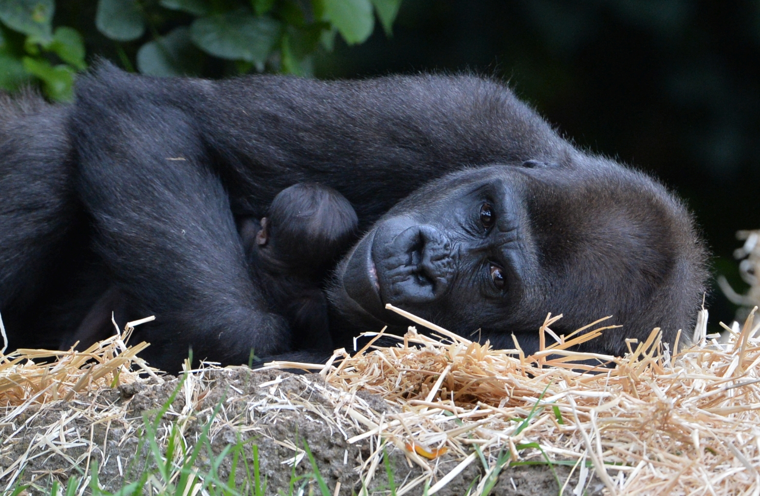 gorilla cincinnati zoo