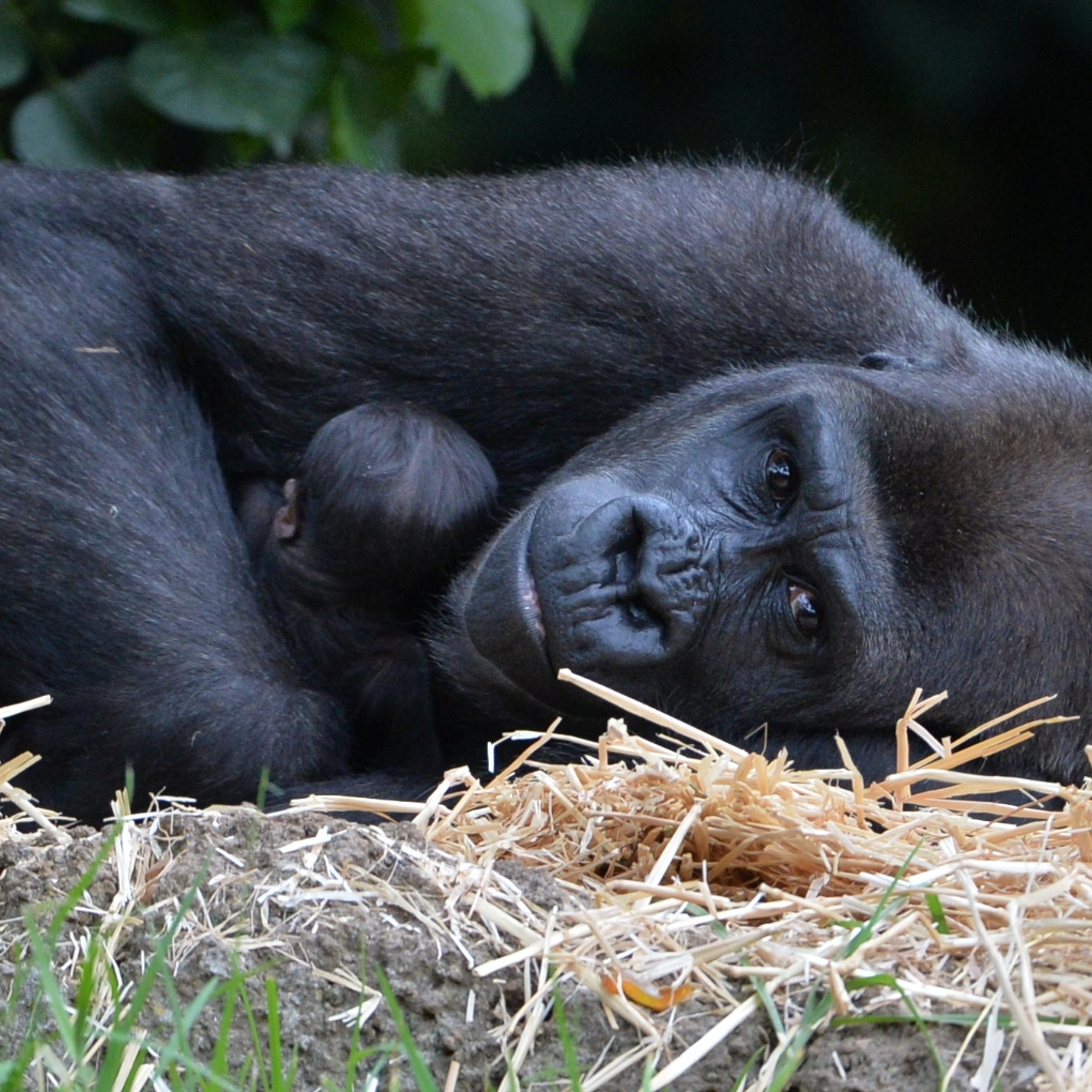 gorilla cincinnati zoo