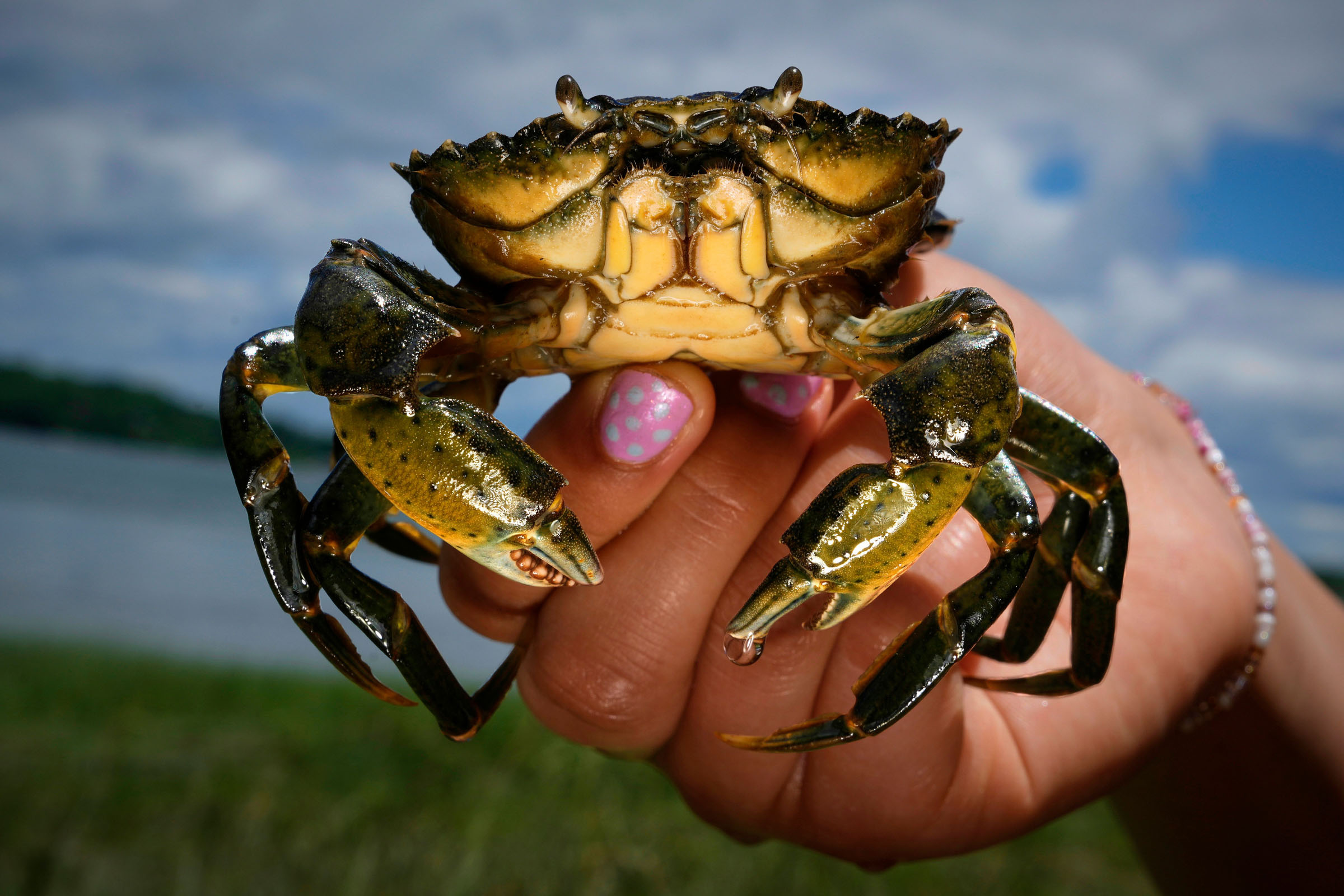 Can We Eat Our Way Out Of An Ecological Disaster?