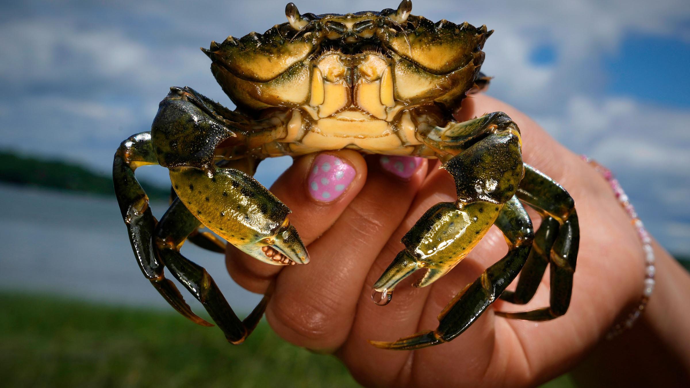 Can We Eat Our Way Out Of An Ecological Disaster?