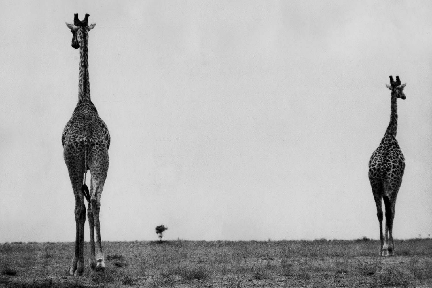 Kenya, 1961
