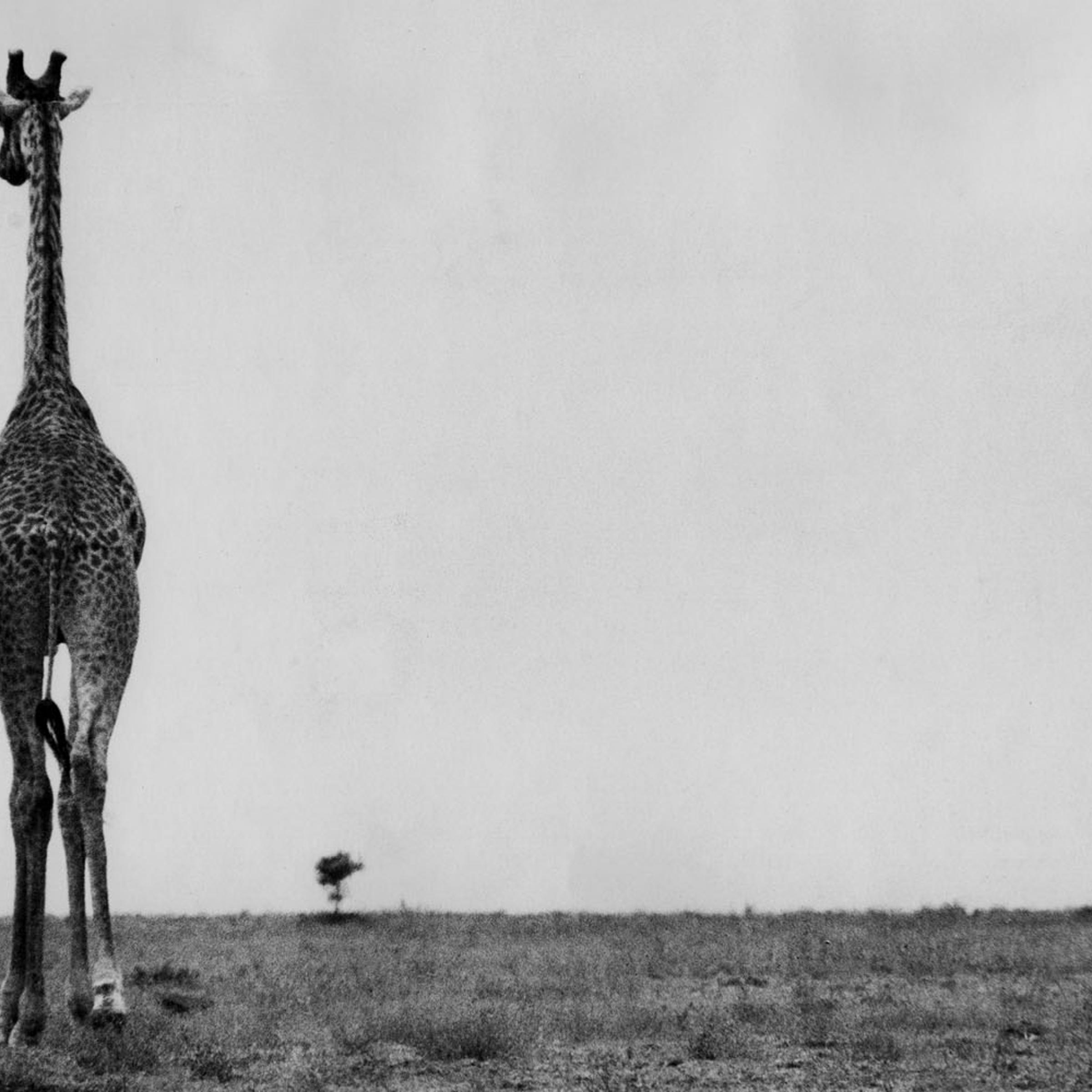 Kenya, 1961