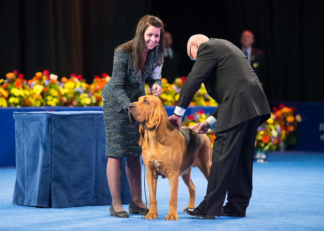 Nathan, Bloodhound (Best in Show, Hound Group Winner)