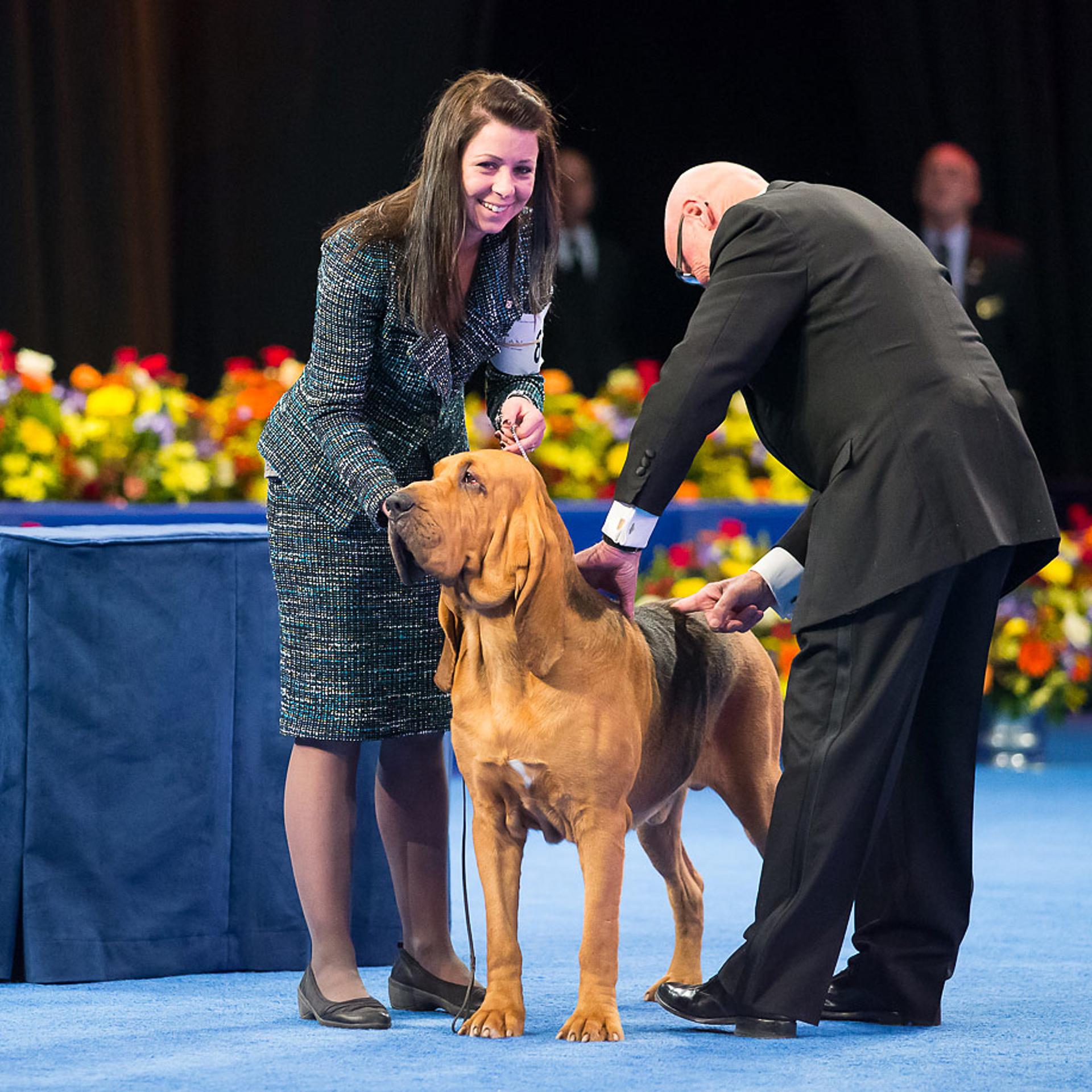 Nathan, Bloodhound (Best in Show, Hound Group Winner)
