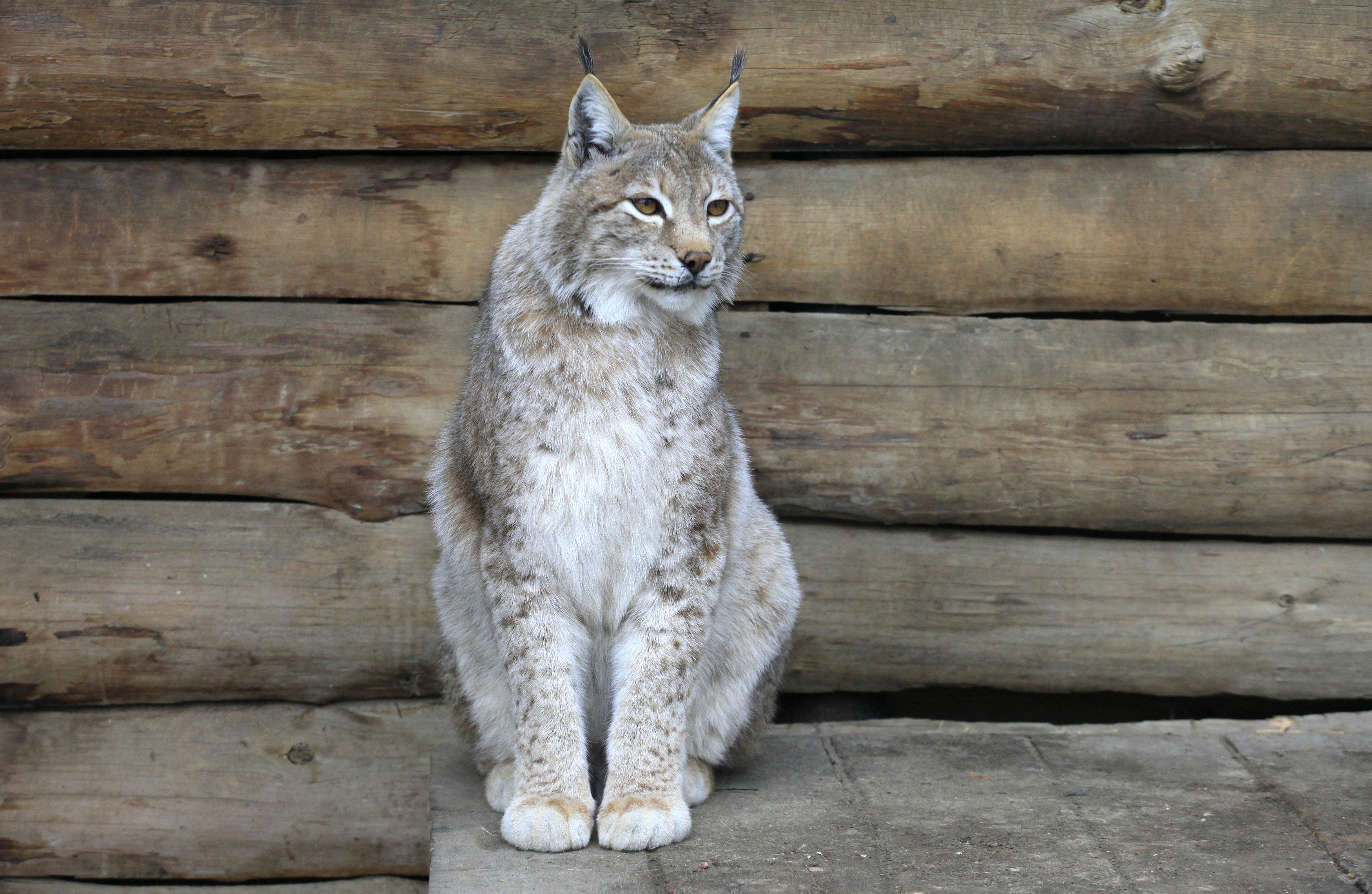 A Siberian lynx sits inside an open-air cage at the Royev Ruchey zoo in Krasnoyarsk