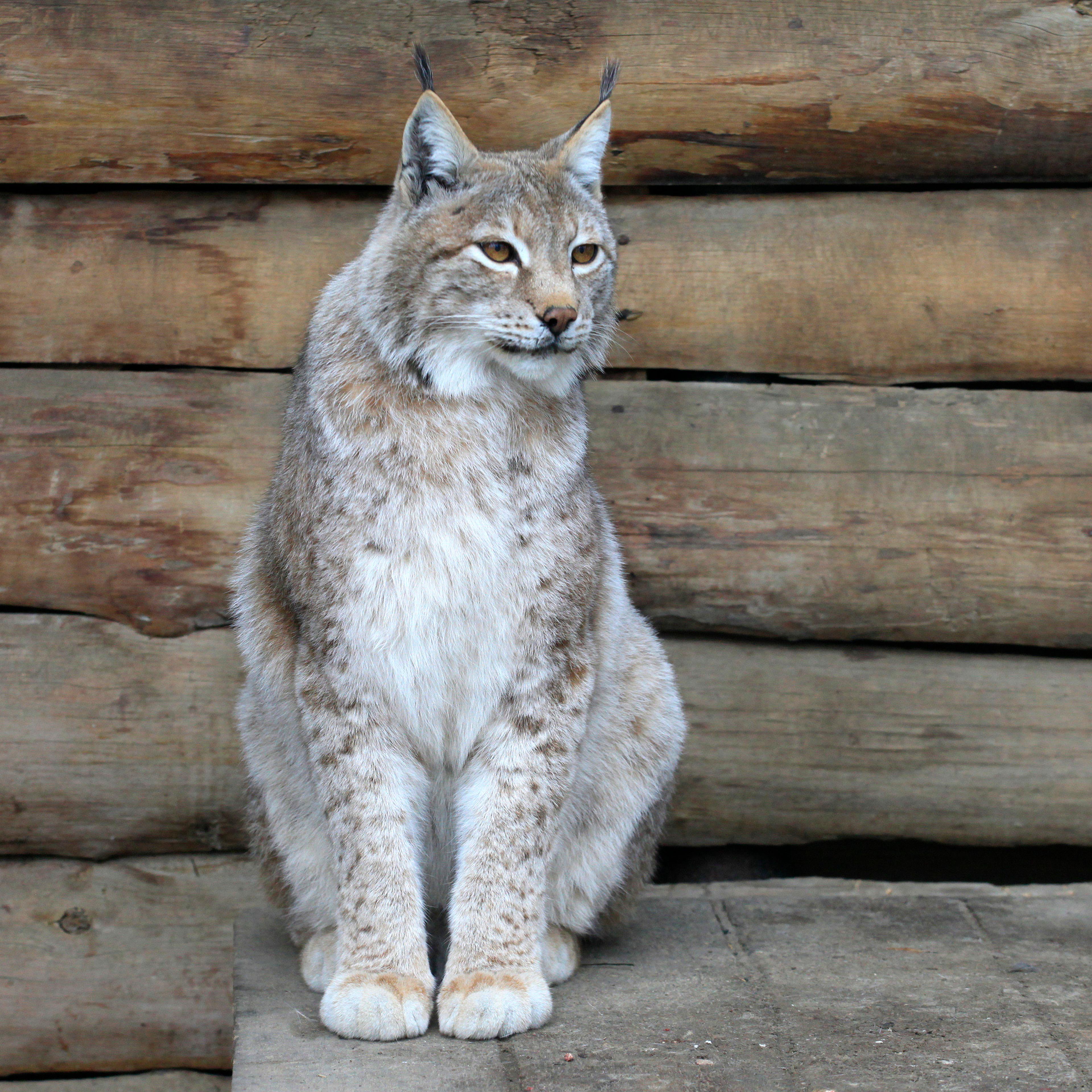 A Siberian lynx sits inside an open-air cage at the Royev Ruchey zoo in Krasnoyarsk