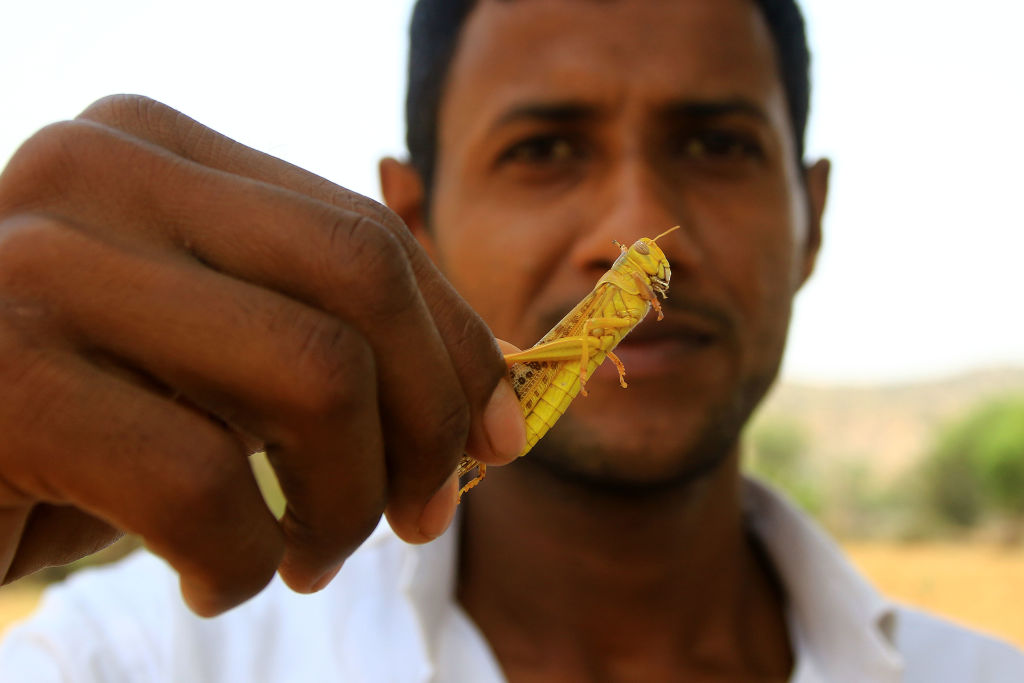 Locusts Attack In Jaipur