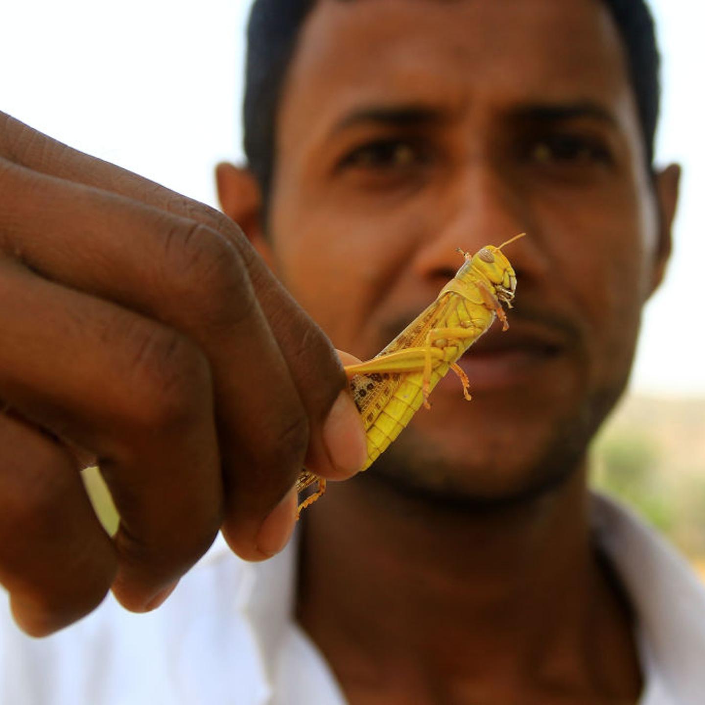 Locusts Attack In Jaipur