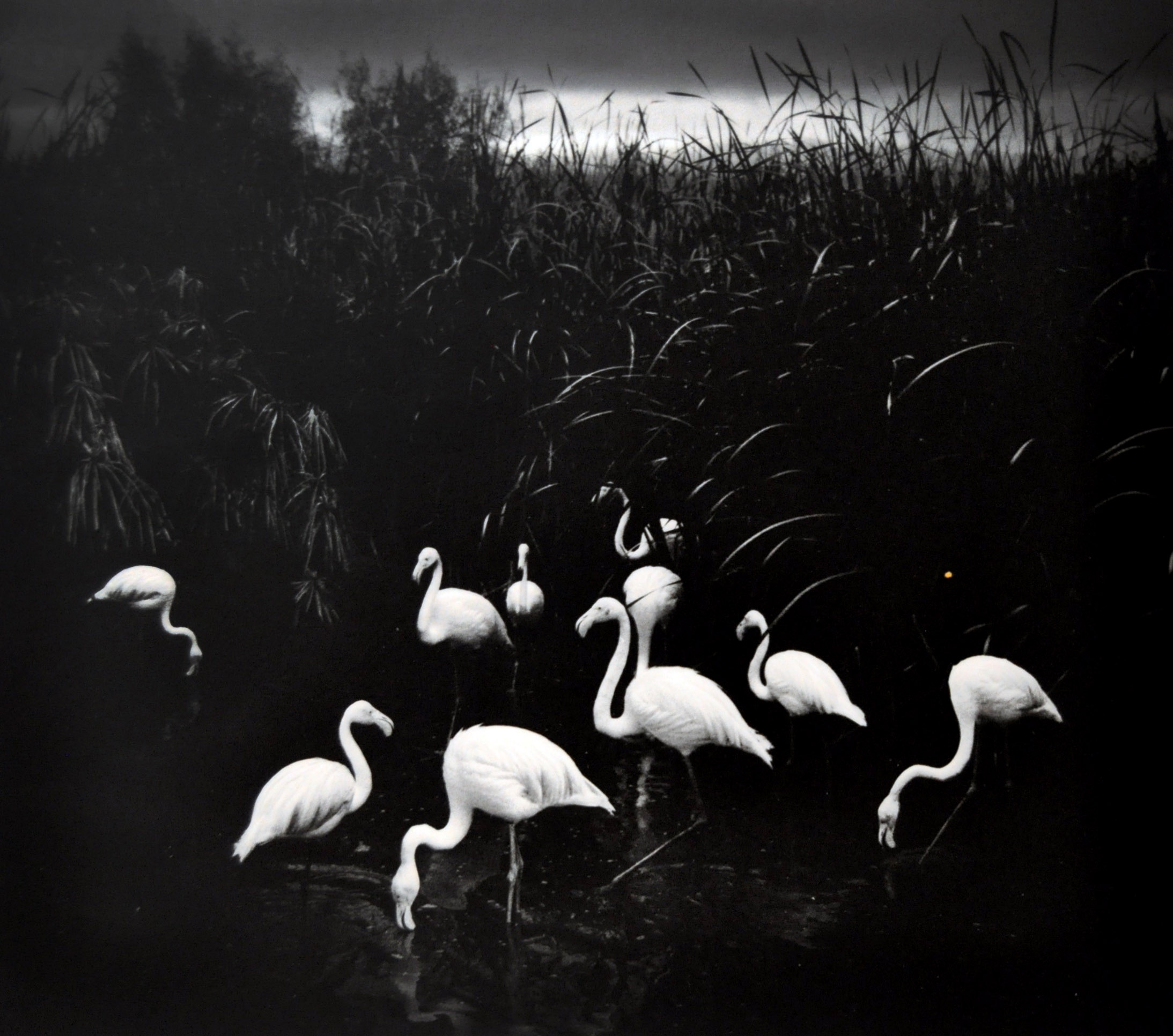 Here Far Away: The Visual Fables of Pentti Sammallahti