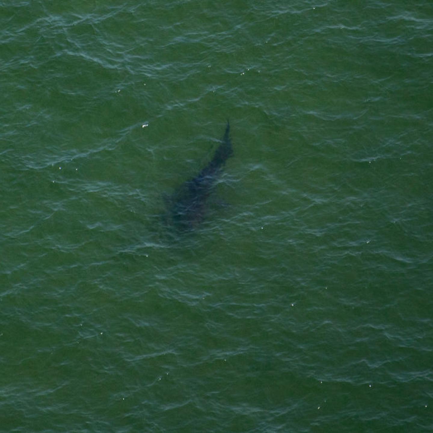 US-ANIMAL-ENVIRONMENT-SHARKS