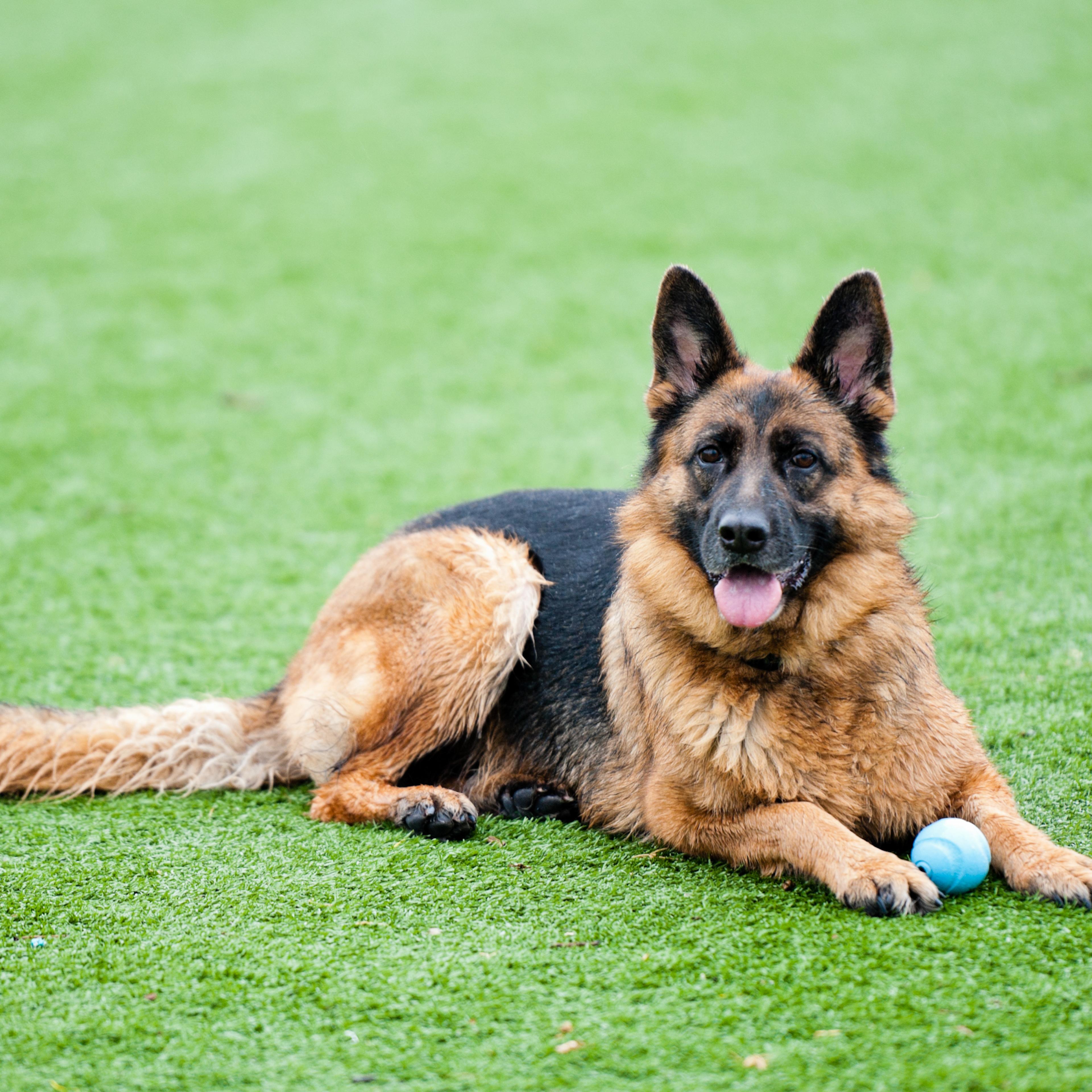 German Shephard