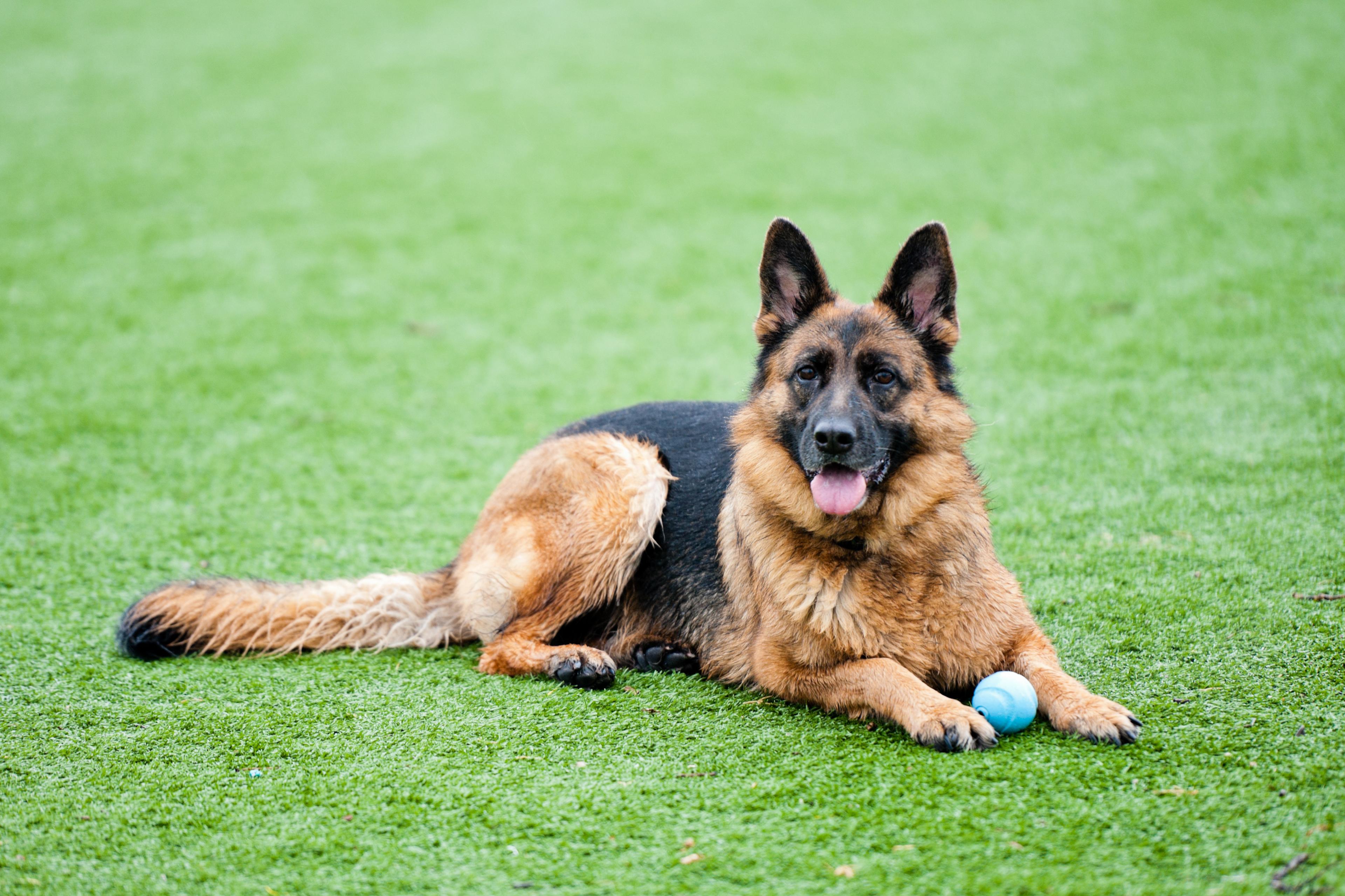 German Shephard