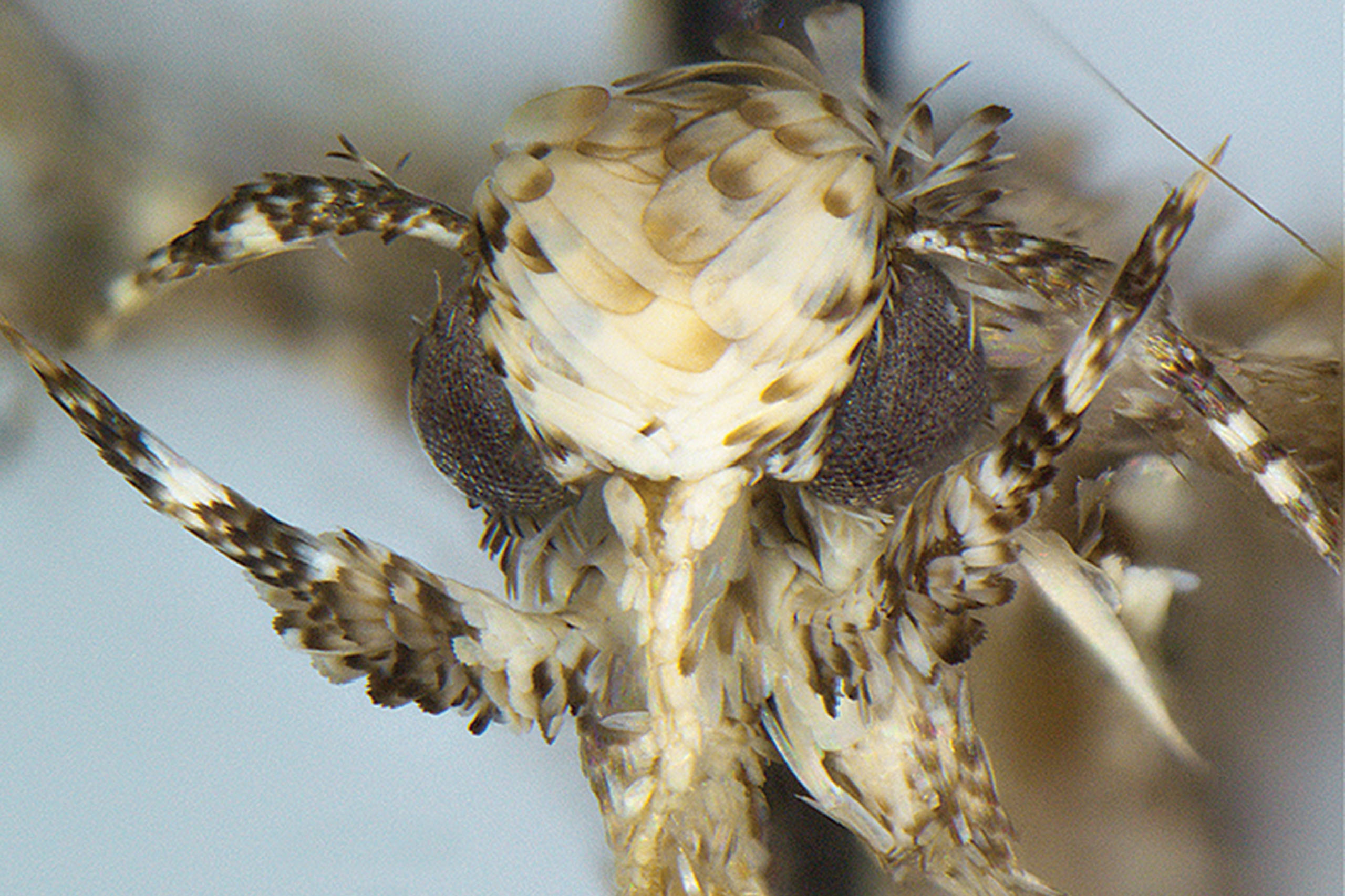 Moth species Neopalpa donaldtrumpi named after Donald Trump