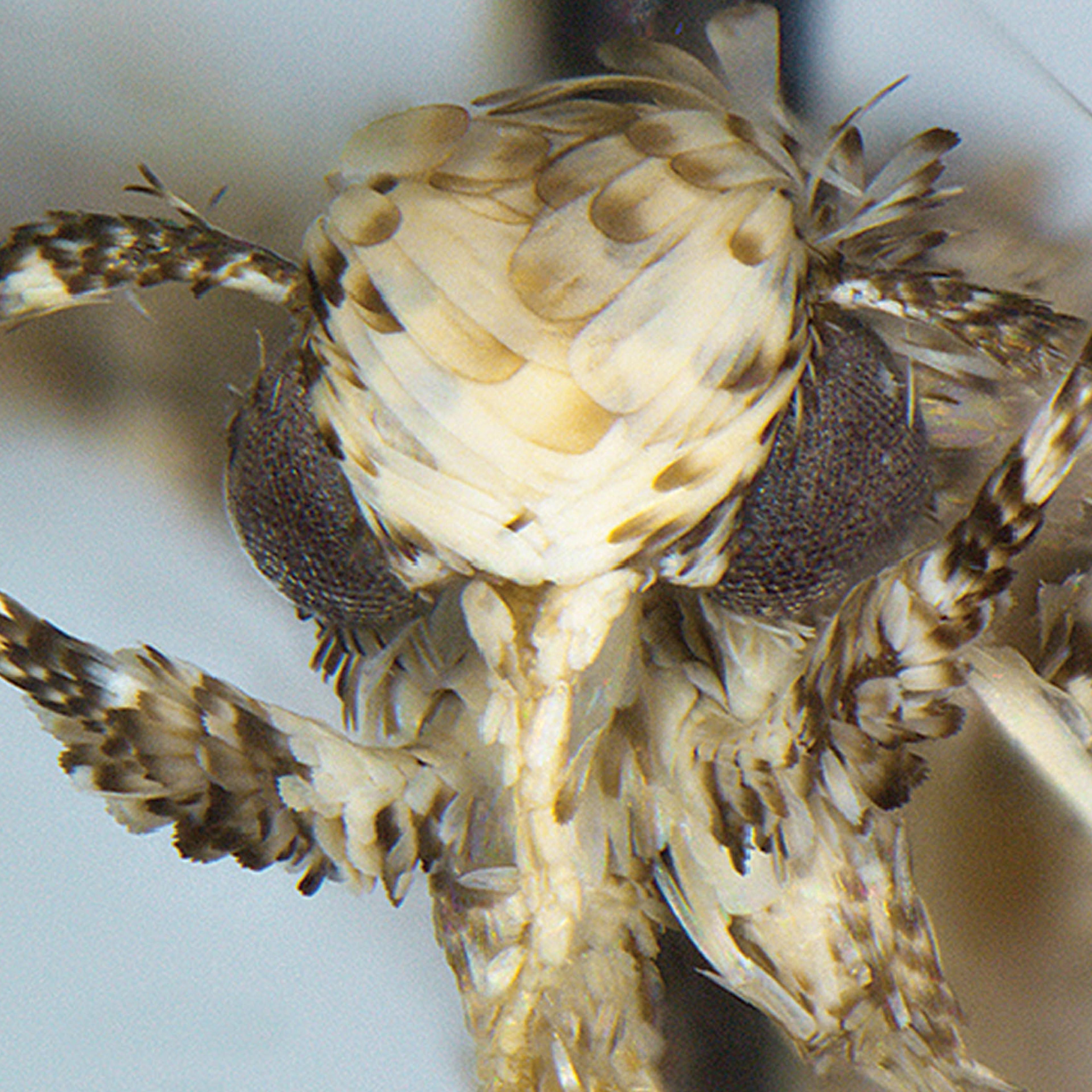 Moth species Neopalpa donaldtrumpi named after Donald Trump