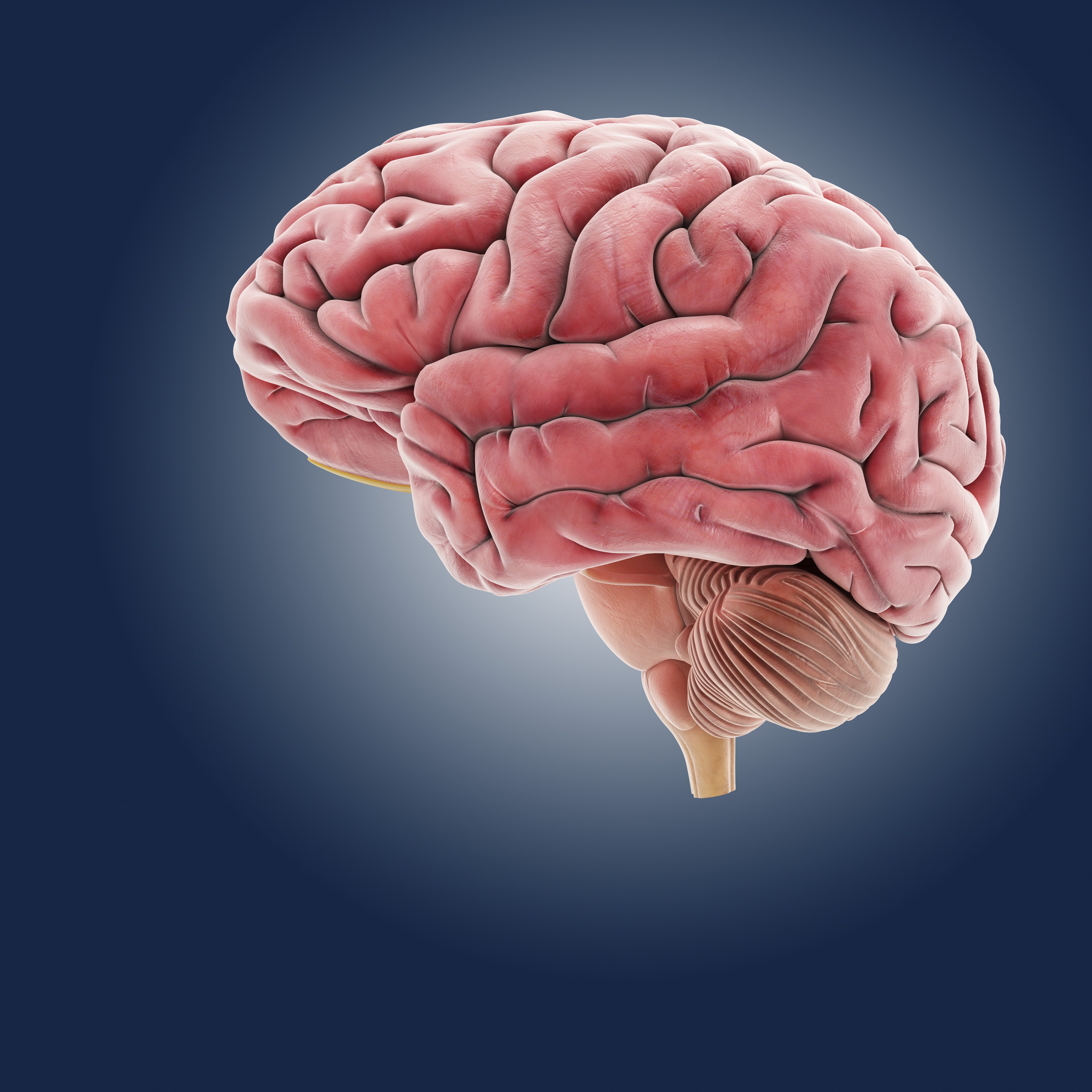 Brain, artwork