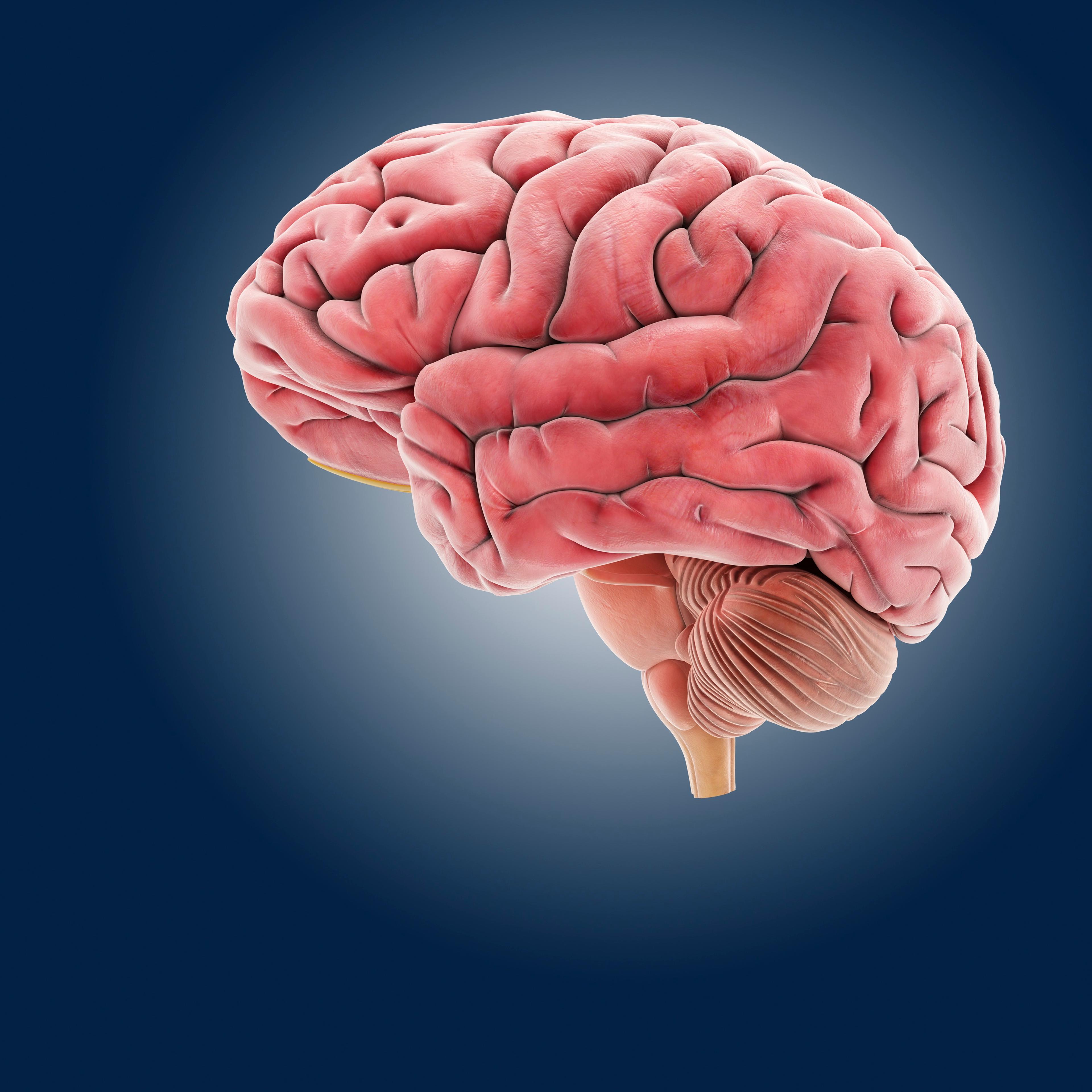 Brain, artwork