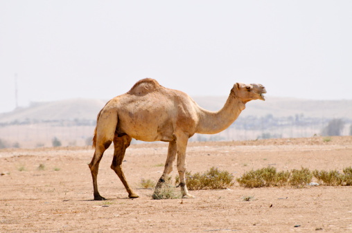 camel
