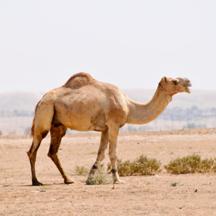 camel
