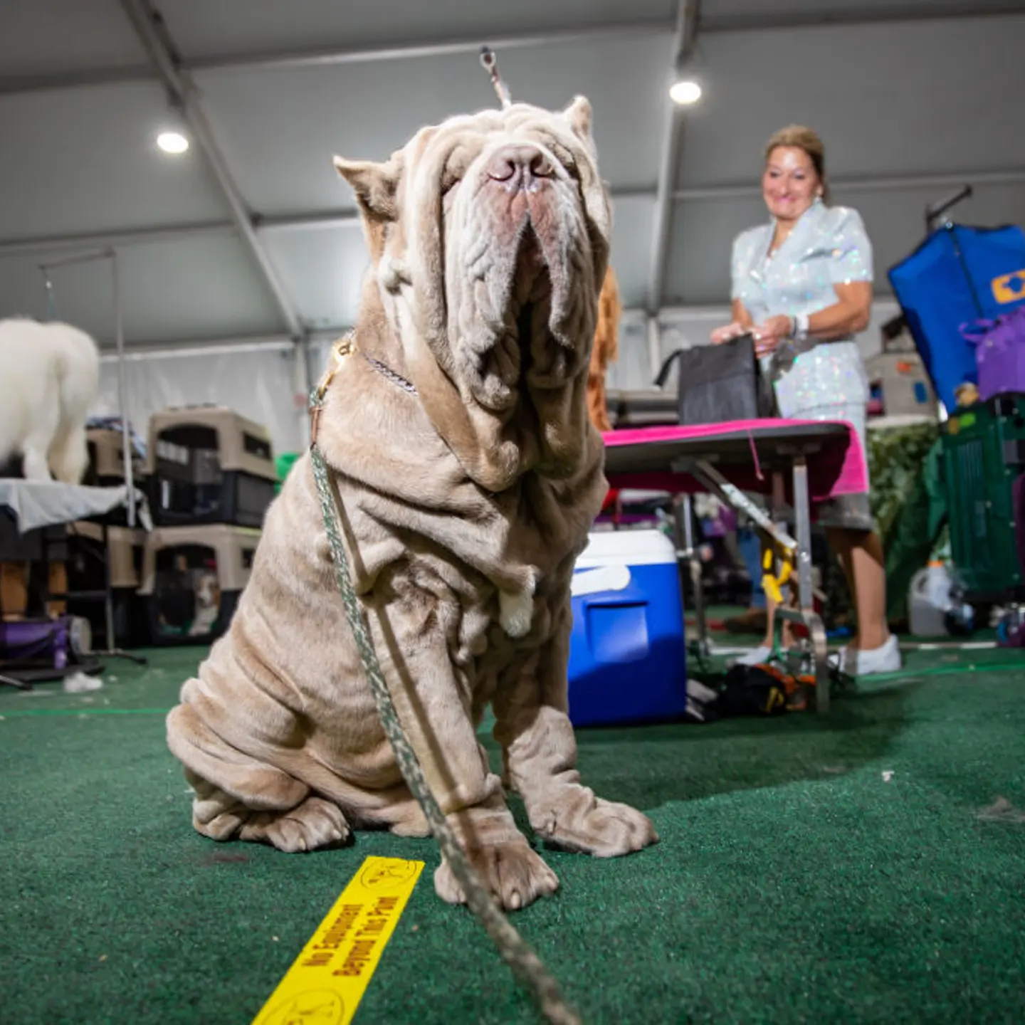 Westminster Dog Show