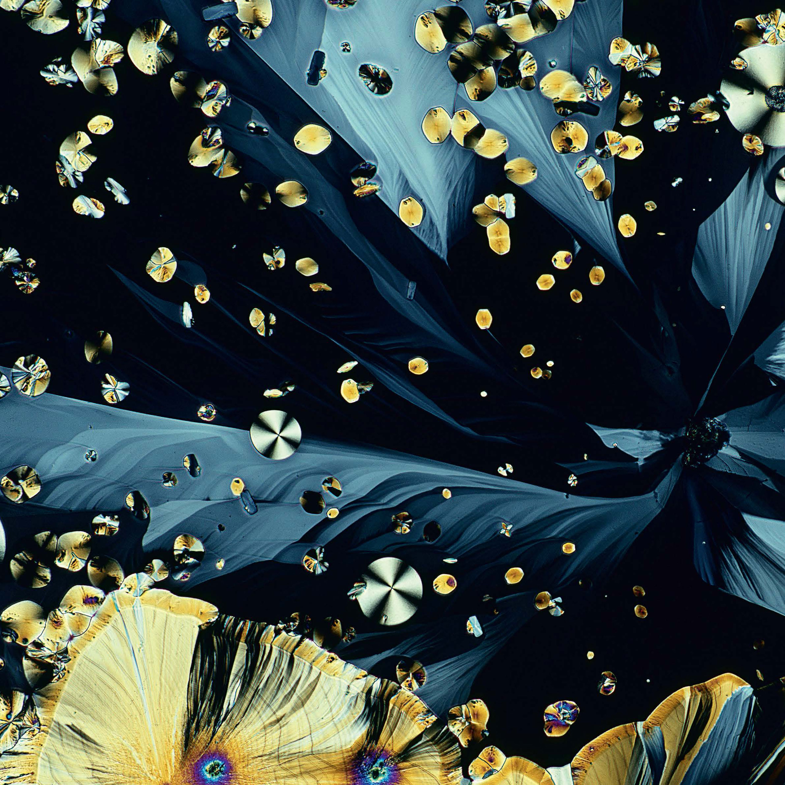 <b>Melatonin crystals</b> (polarized light micrograph)